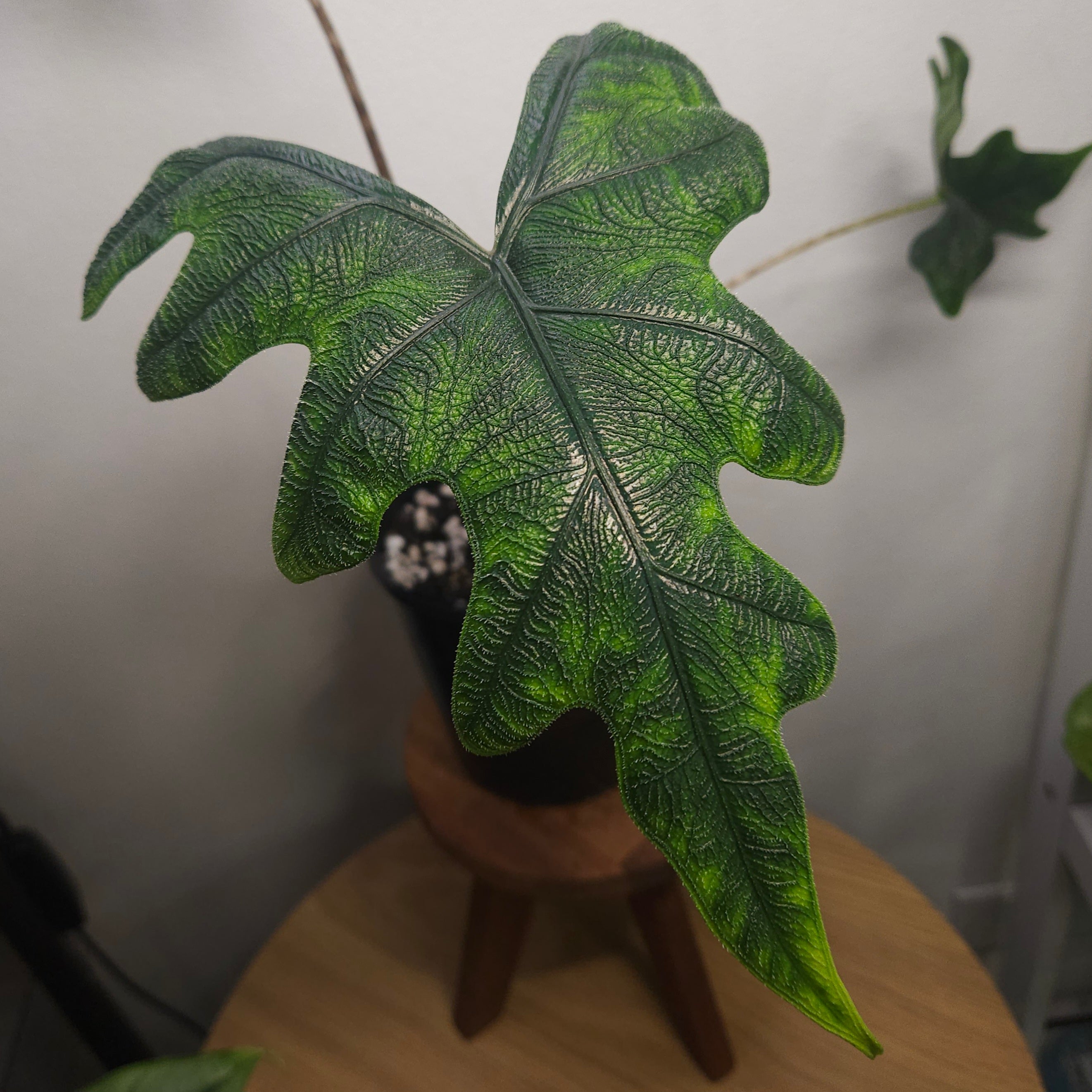 Alocasia Jacklyn – Rare Textured Leaf Alocasia