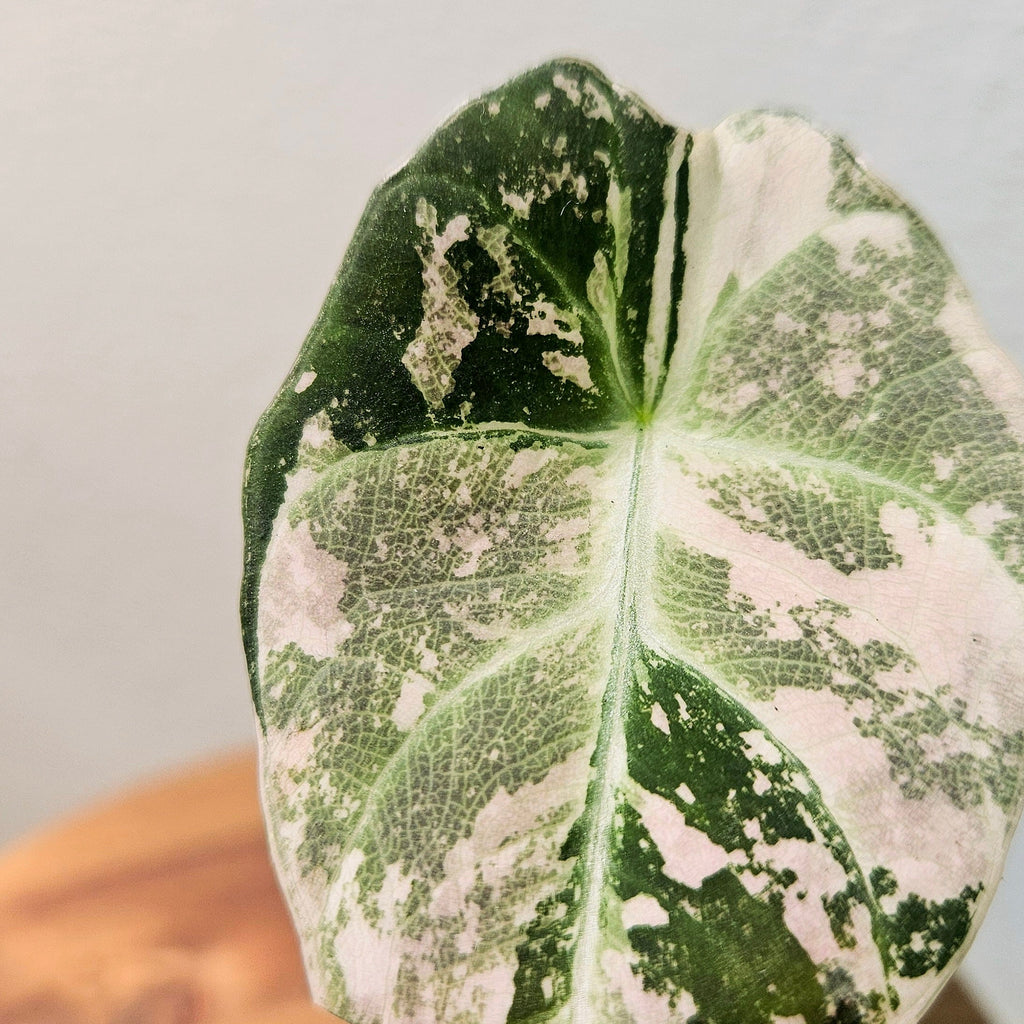 RARE Alocasia Black Velvet Pink Albo Variegated