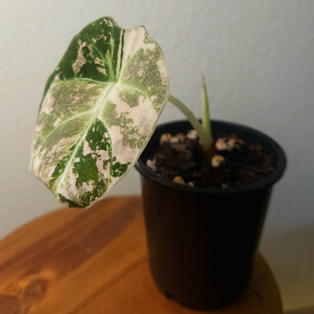 RARE Alocasia Black Velvet Pink Albo Variegated