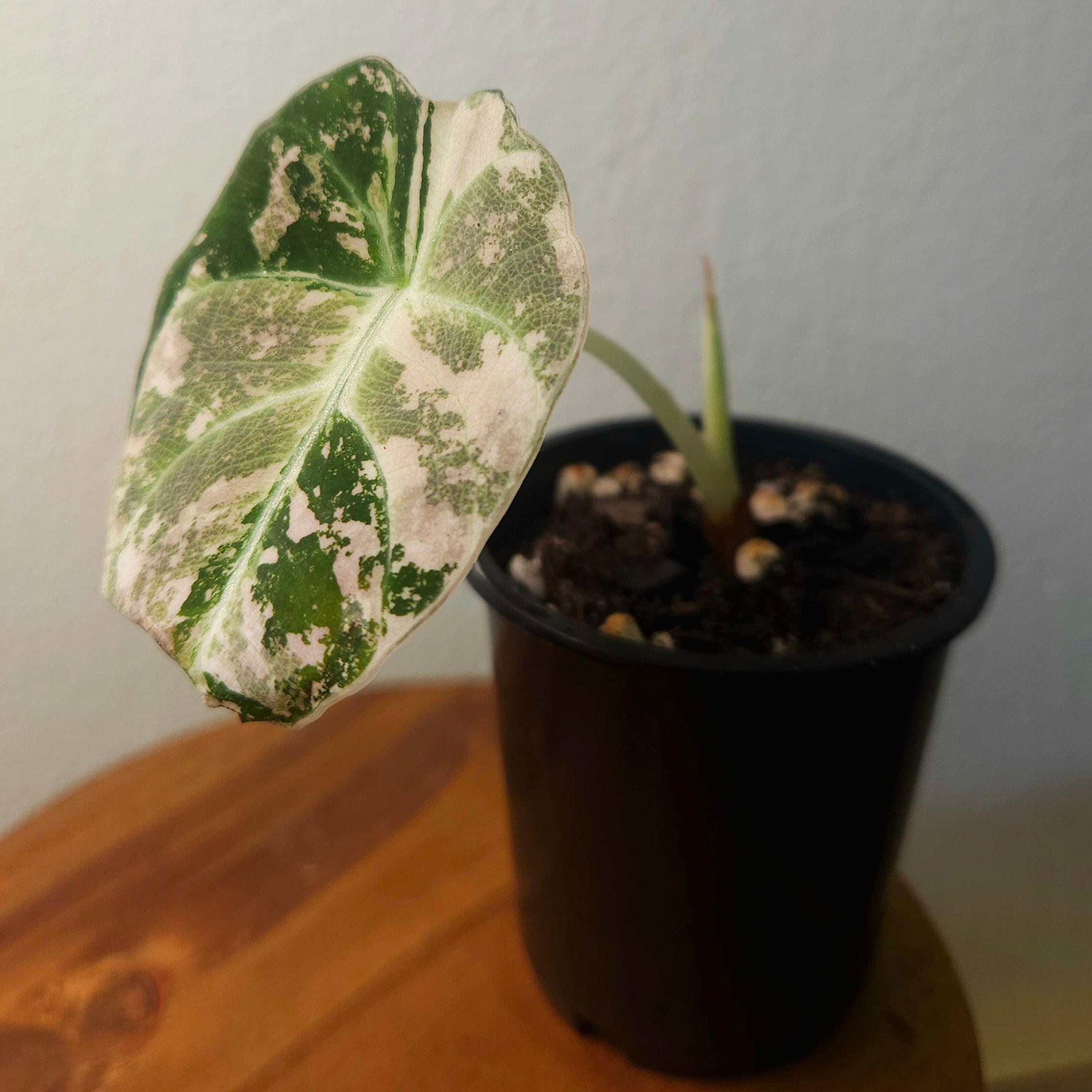 RARE Alocasia Black Velvet Pink Albo Variegated