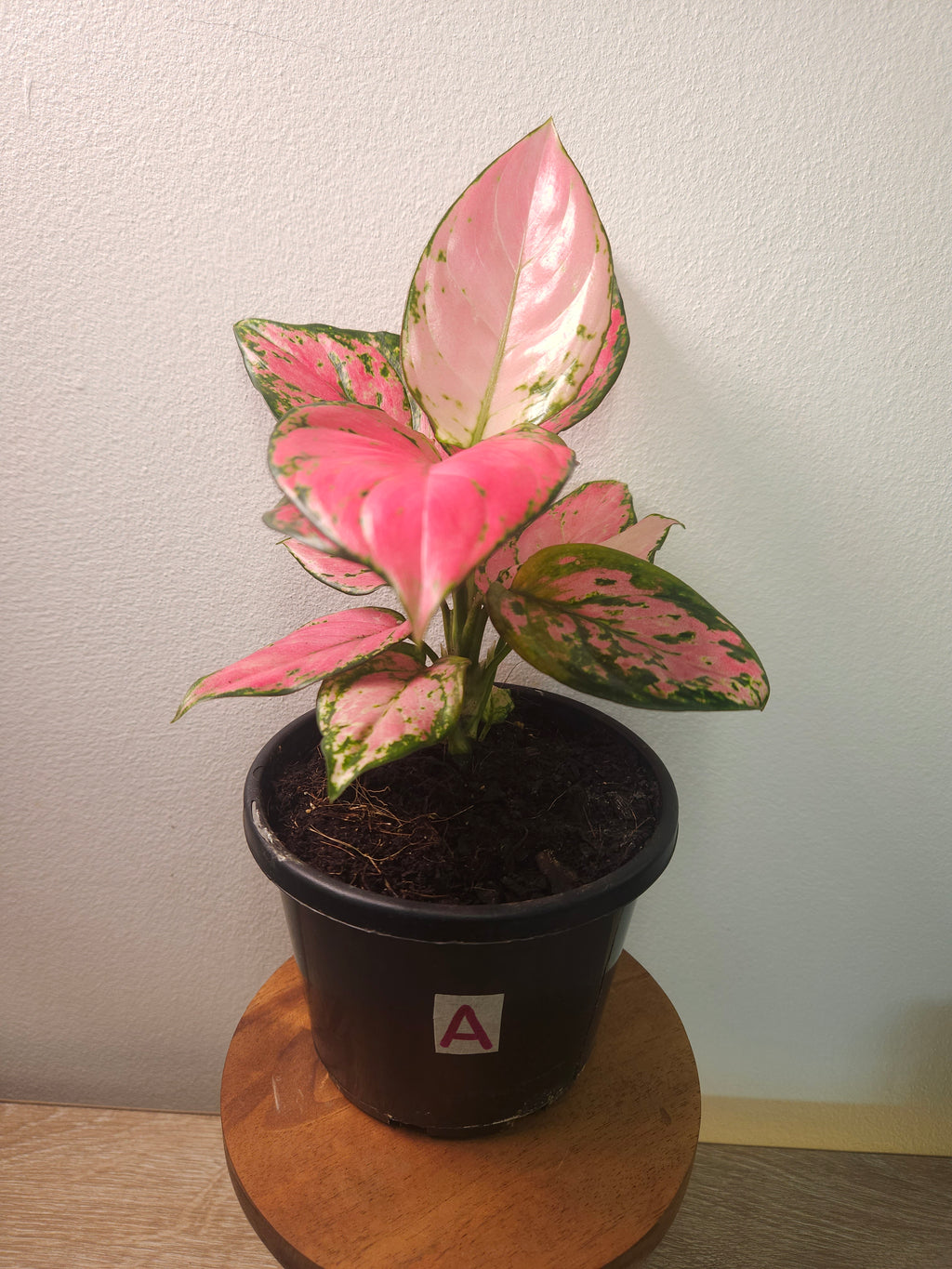 Aglaonema ‘Auspicious Red’ – Vibrant Red Chinese Evergreen