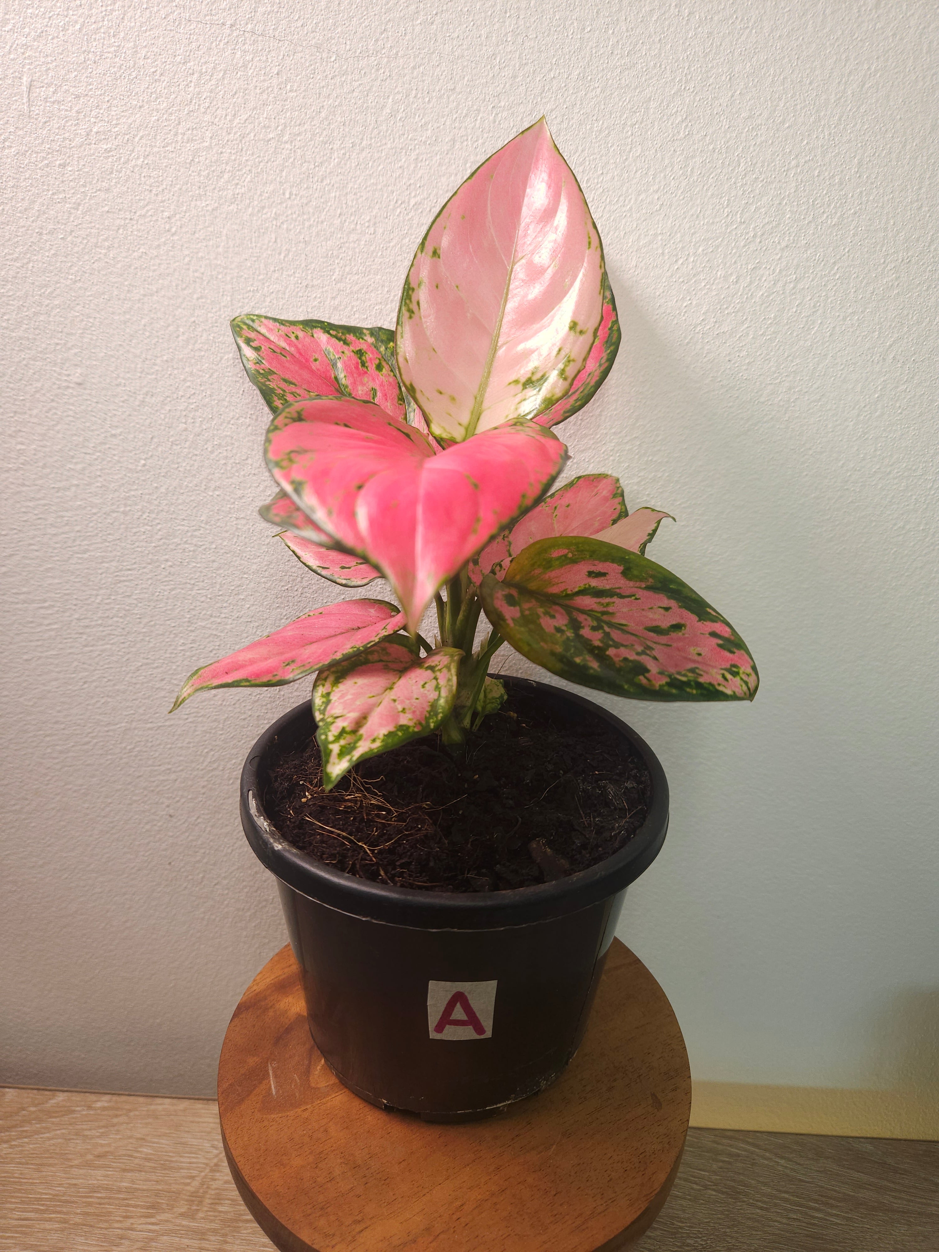 Aglaonema ‘Auspicious Red’ – Vibrant Red Chinese Evergreen