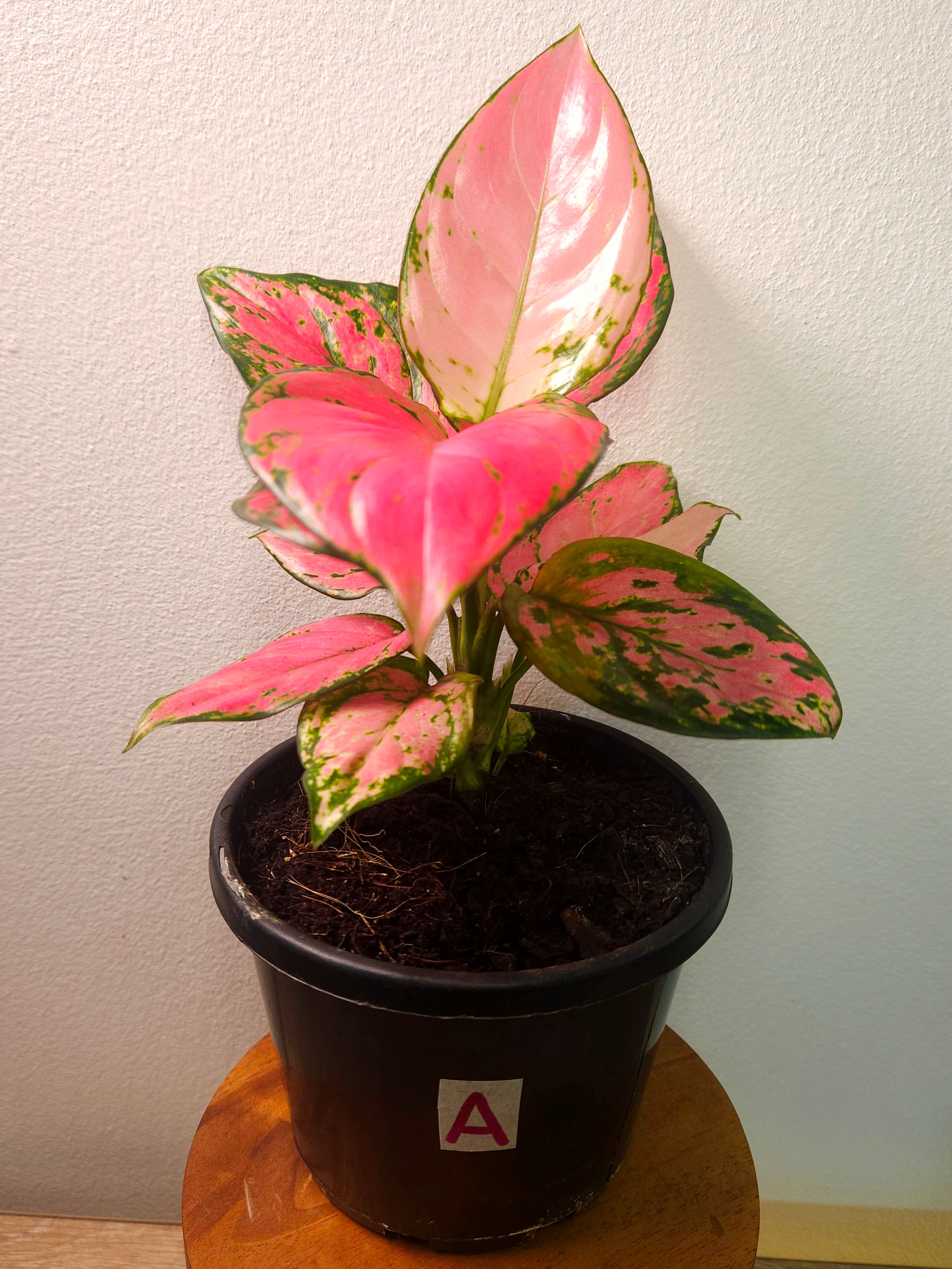 Aglaonema Auspicious Red – Vibrant Red Indoor Plant