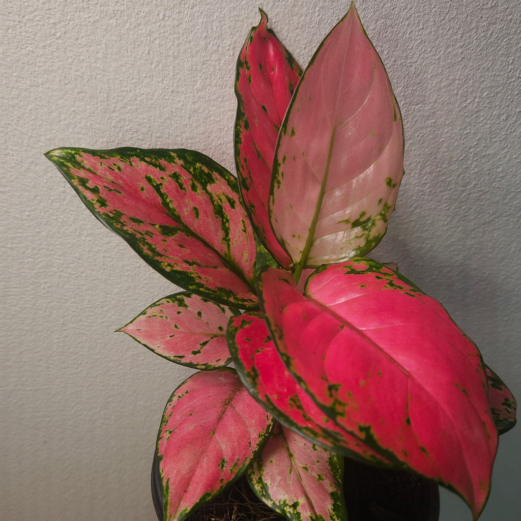 Aglaonema ‘Auspicious Red’ – Vibrant Red Chinese Evergreen