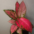 Aglaonema ‘Auspicious Red’ – Vibrant Red Chinese Evergreen