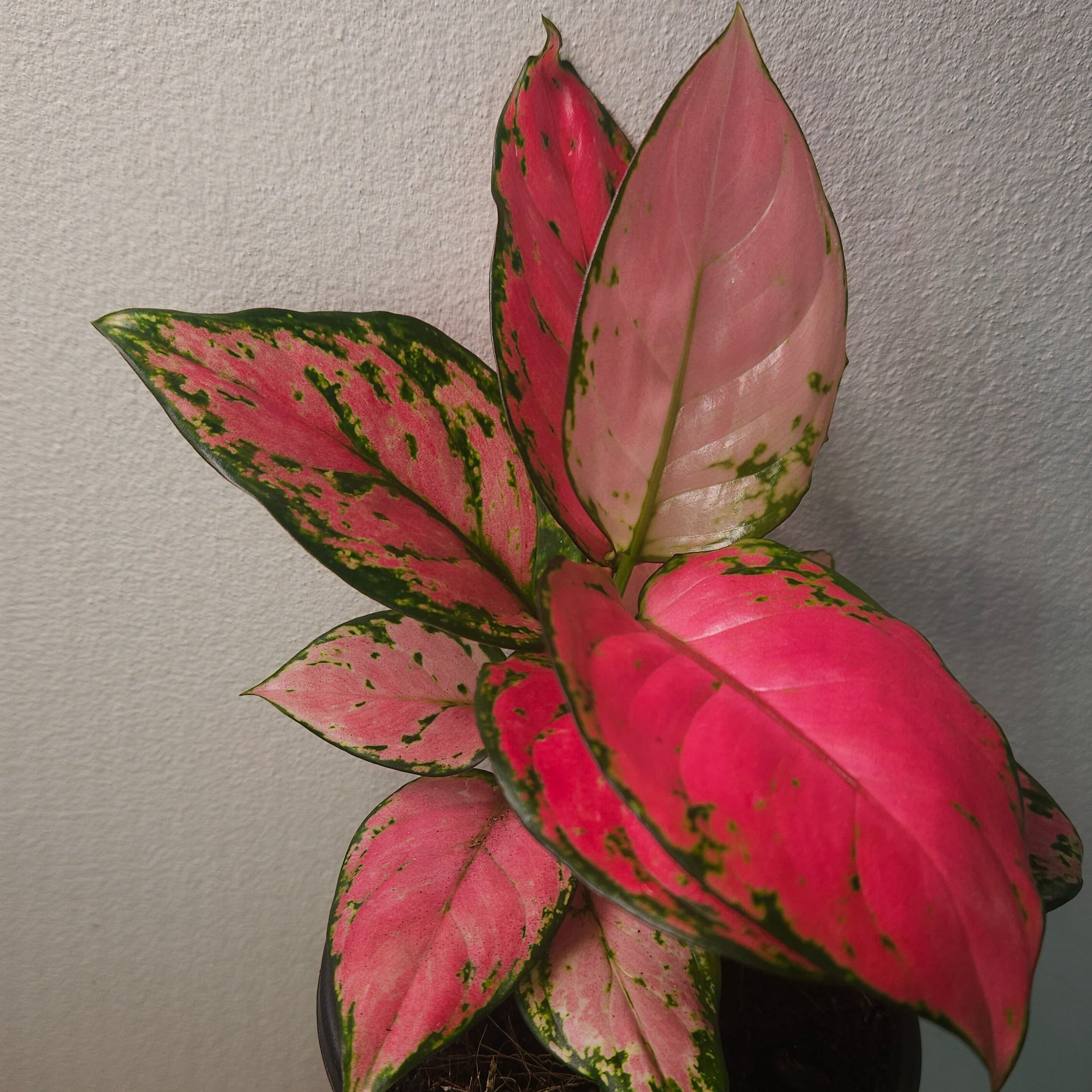 Aglaonema ‘Auspicious Red’ – Vibrant Red Chinese Evergreen
