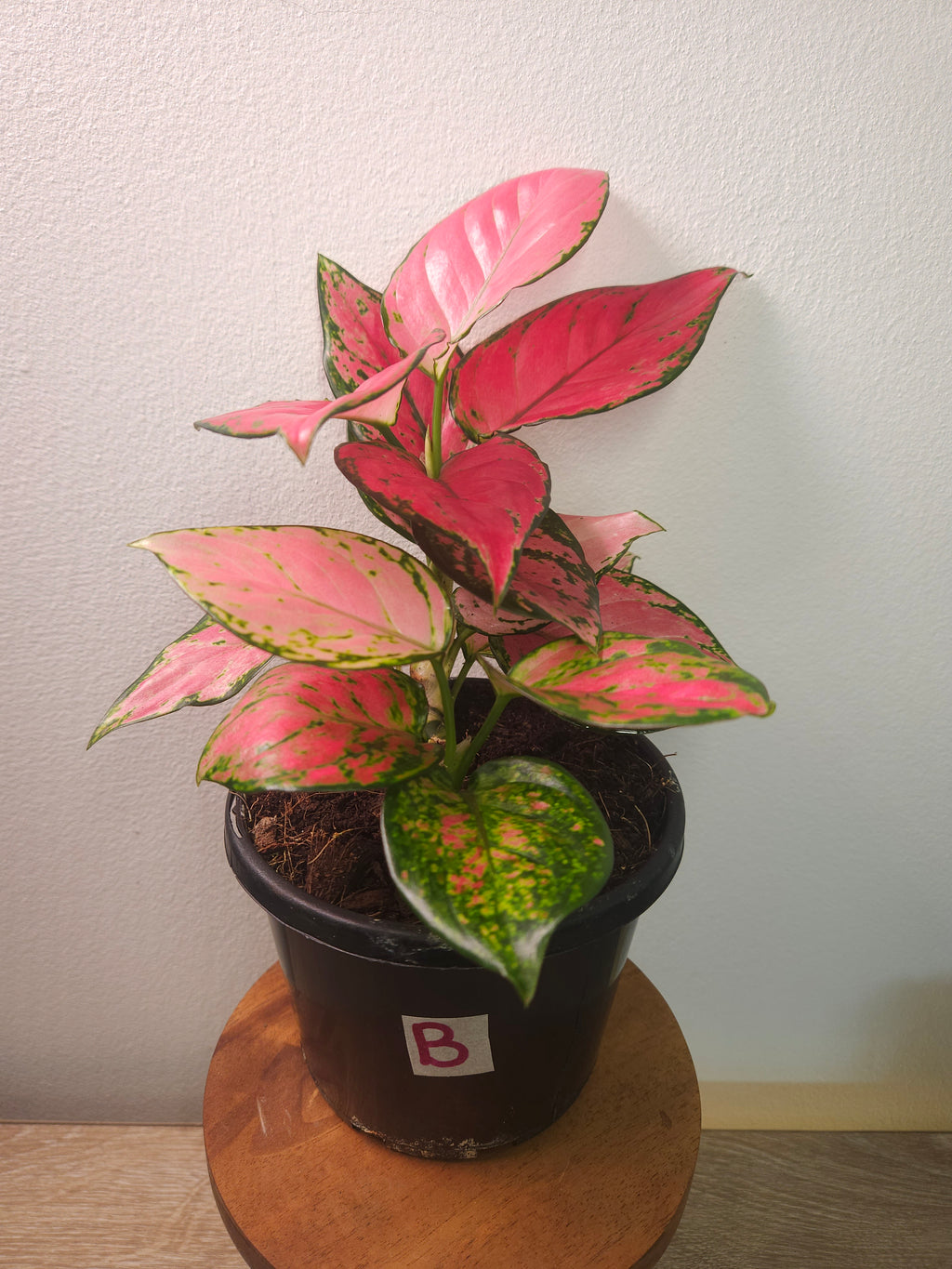 Aglaonema ‘Auspicious Red’ – Vibrant Red Chinese Evergreen
