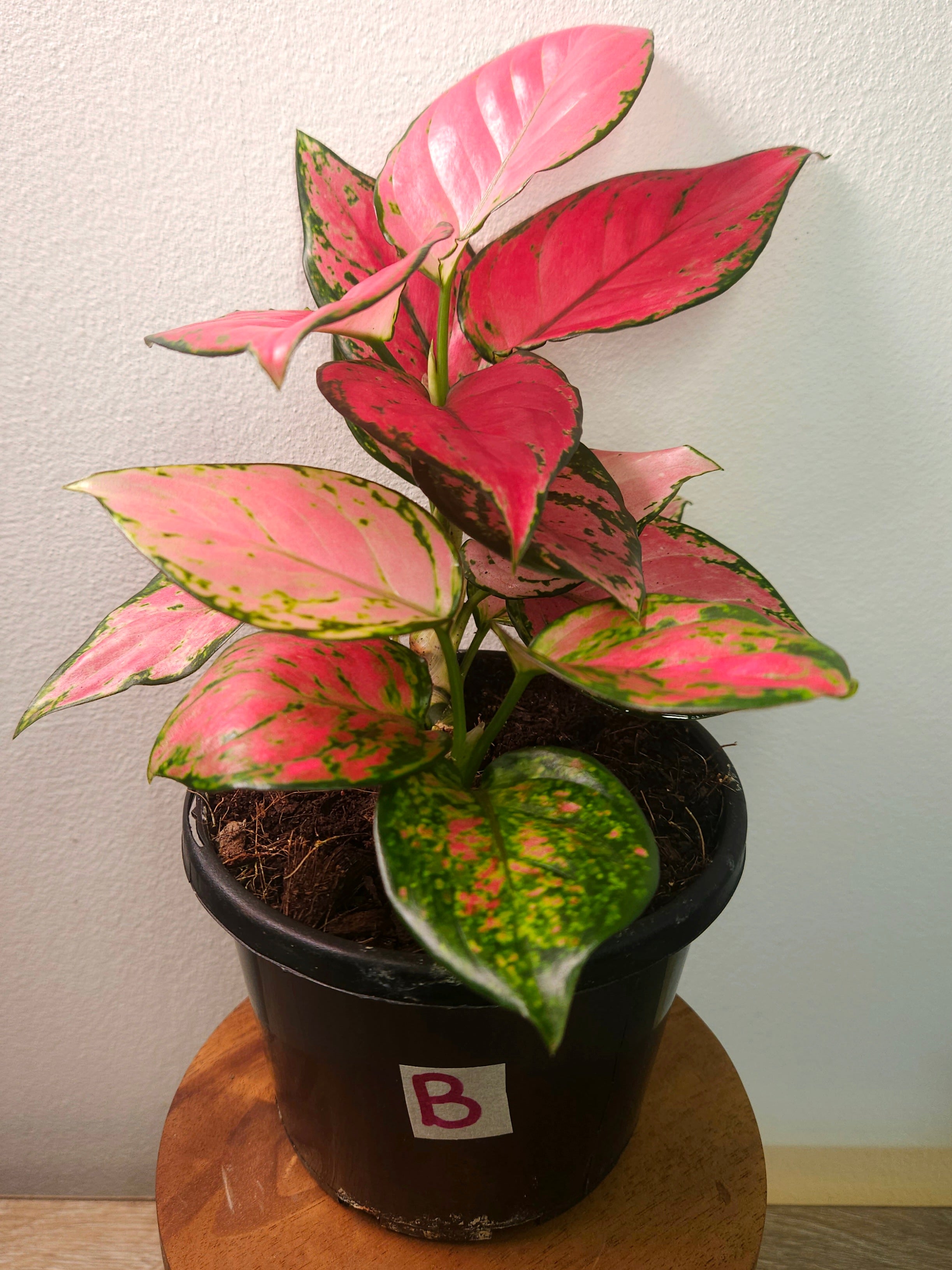 Aglaonema Auspicious Red – Vibrant Red Indoor Plant