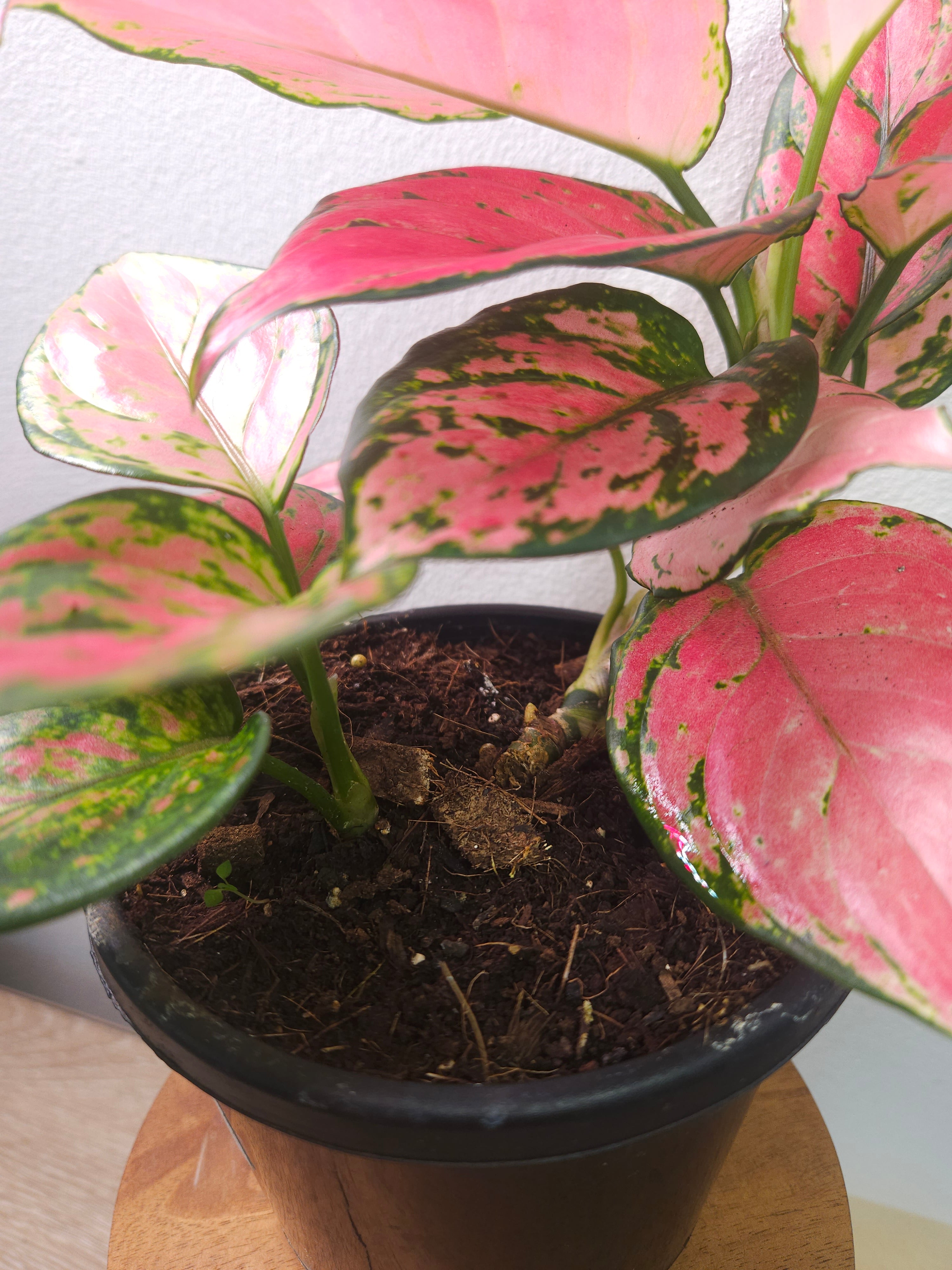 Aglaonema ‘Auspicious Red’ – Vibrant Red Chinese Evergreen