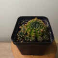 Lobivia arachnacantha ‘Orange Form’ Cactus