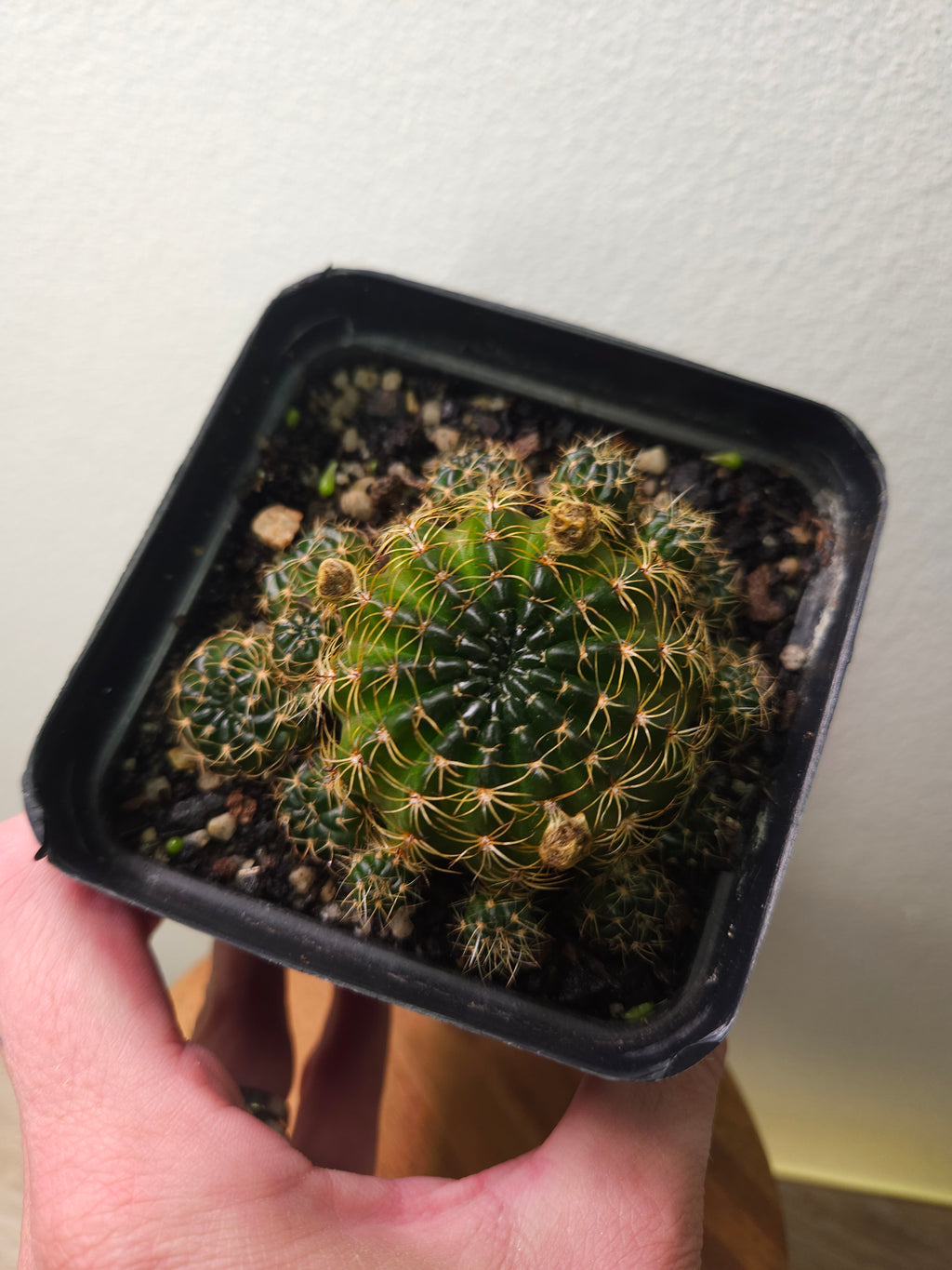 Lobivia arachnacantha ‘Orange Form’ Cactus