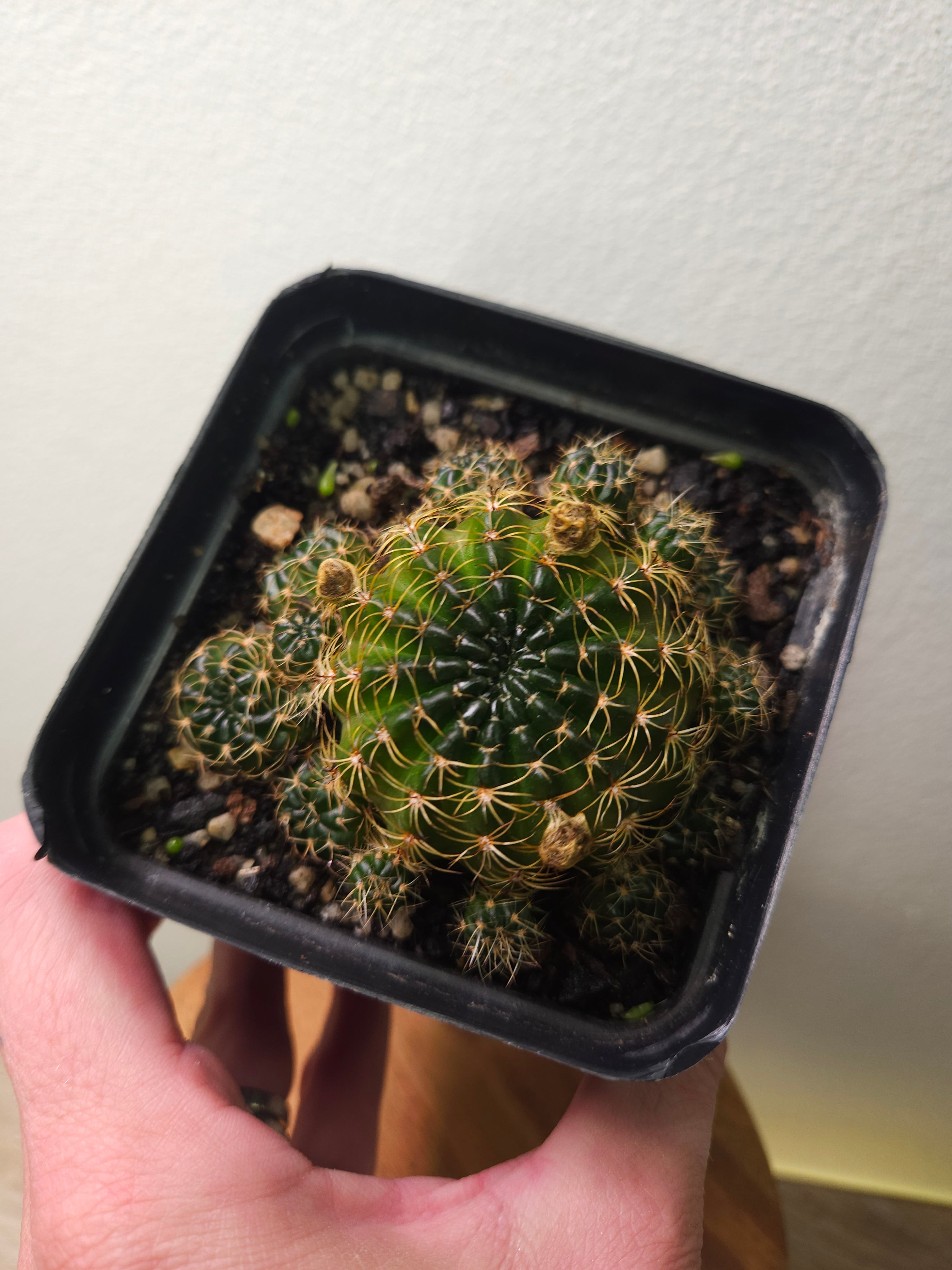 Lobivia arachnacantha ‘Orange Form’ Cactus