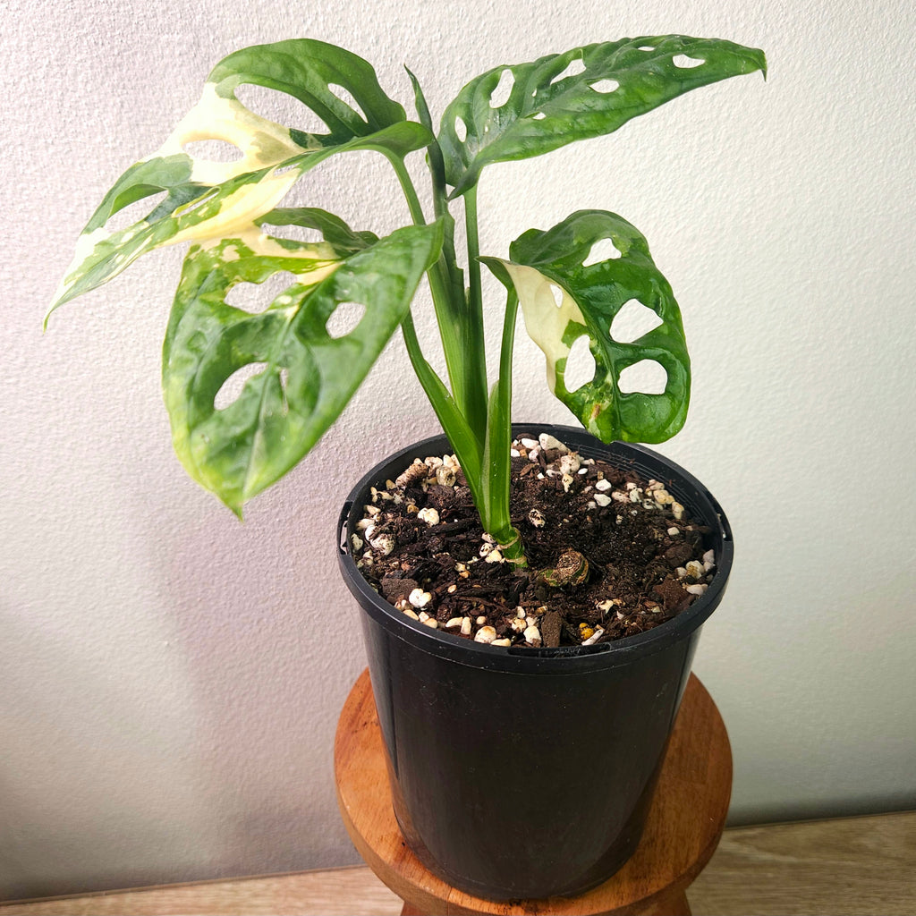 Monstera Adansonii Variegated – Rare Variegated Swiss Cheese Plant