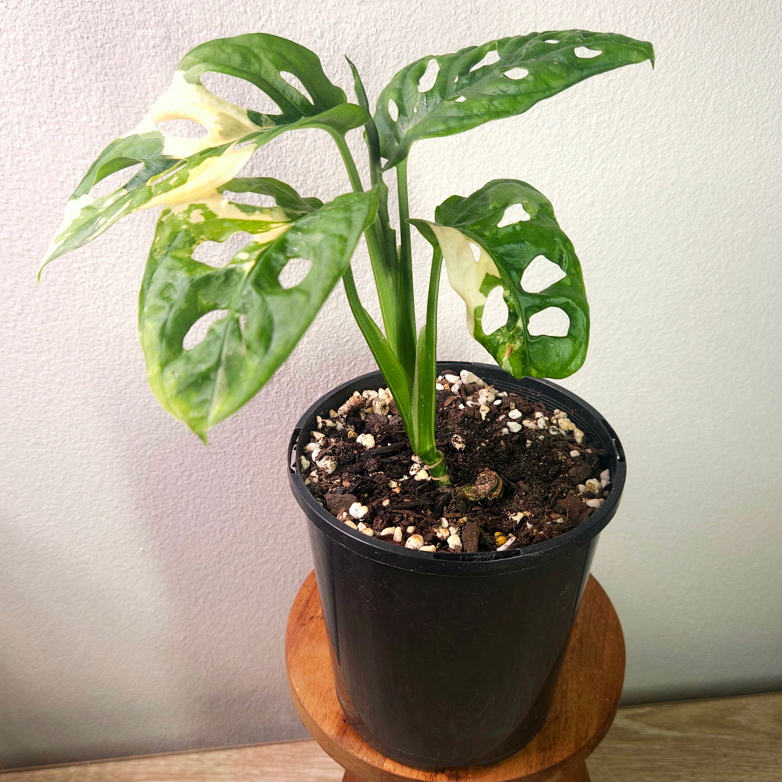 Monstera Adansonii Variegated – Rare Variegated Swiss Cheese Plant
