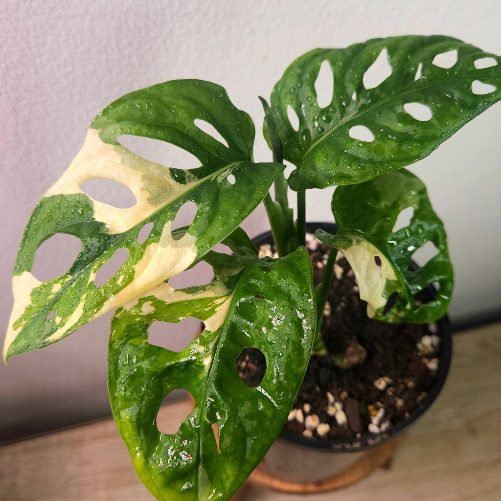 Monstera Adansonii Variegated – Rare Variegated Swiss Cheese Plant