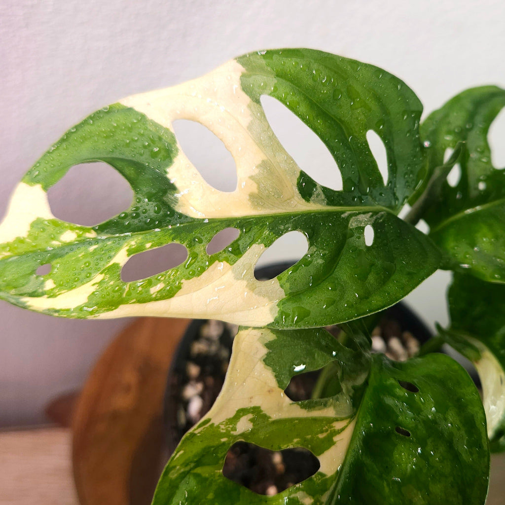 Monstera Adansonii Variegated – Rare Variegated Swiss Cheese Plant