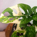 Monstera Adansonii Variegated – Rare Variegated Swiss Cheese Plant