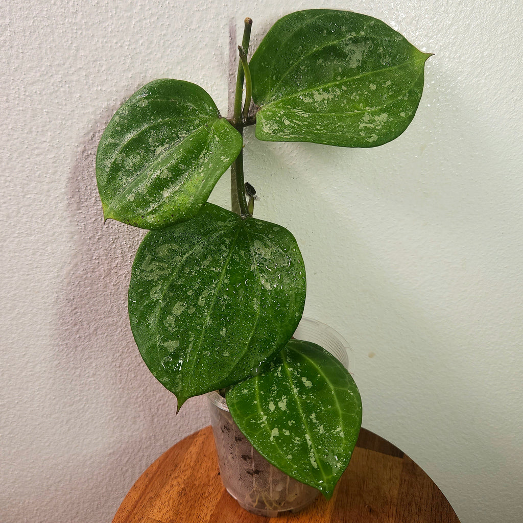 Hoya Latifolia ‘Snow Queen Splash’ | High Variegated Rare Hoya