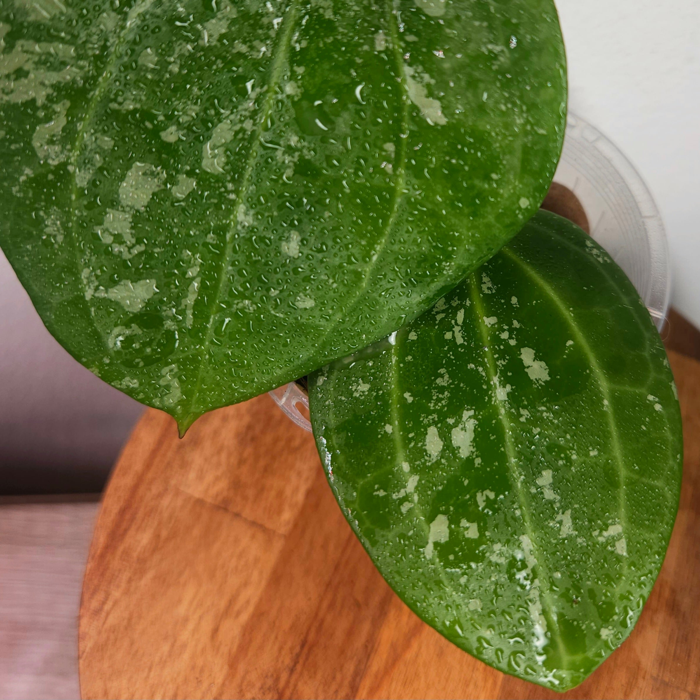 Hoya Latifolia ‘Snow Queen Splash’ | High Variegated Rare Hoya