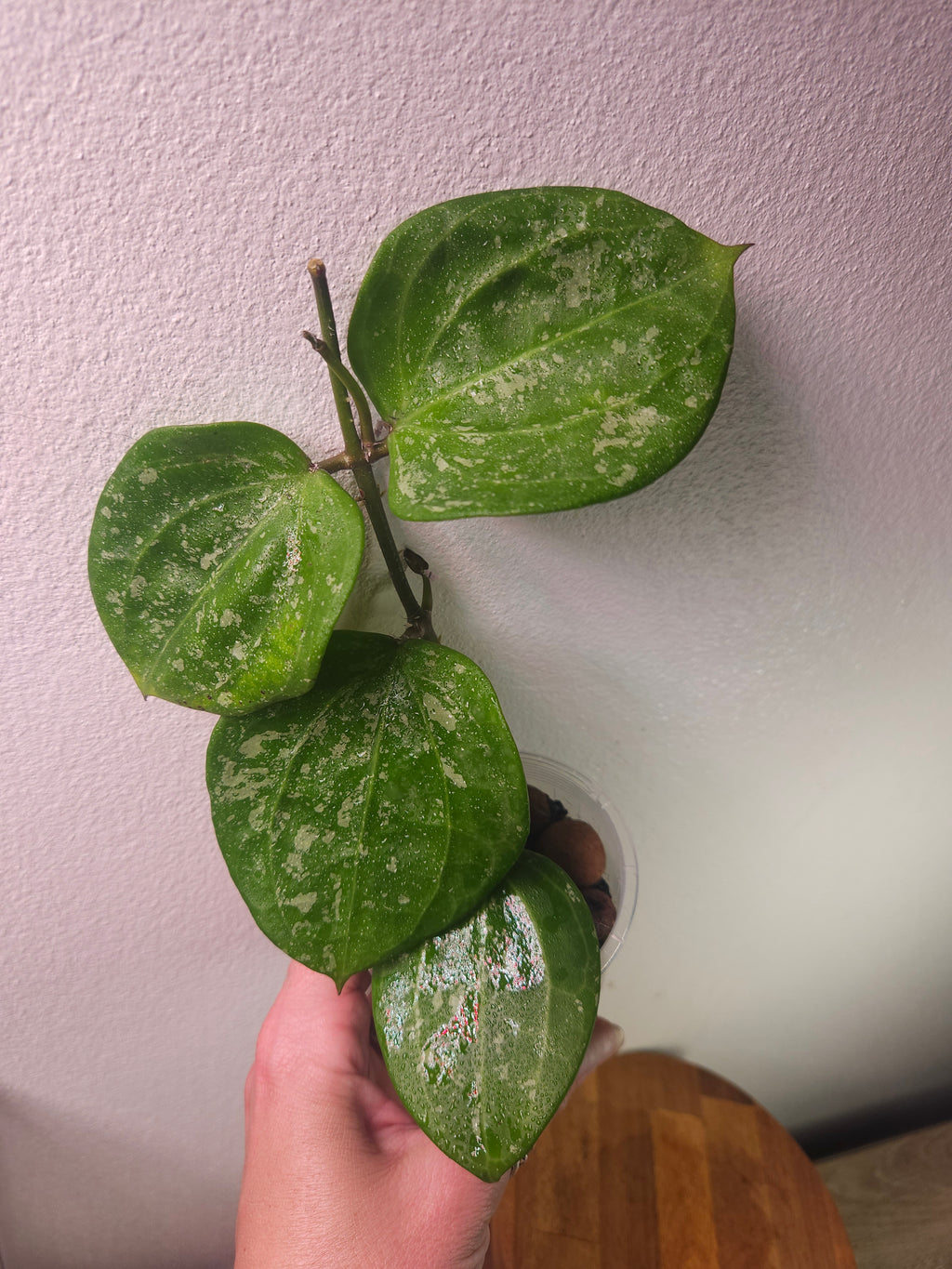 Hoya Latifolia ‘Snow Queen Splash’ | High Variegated Rare Hoya