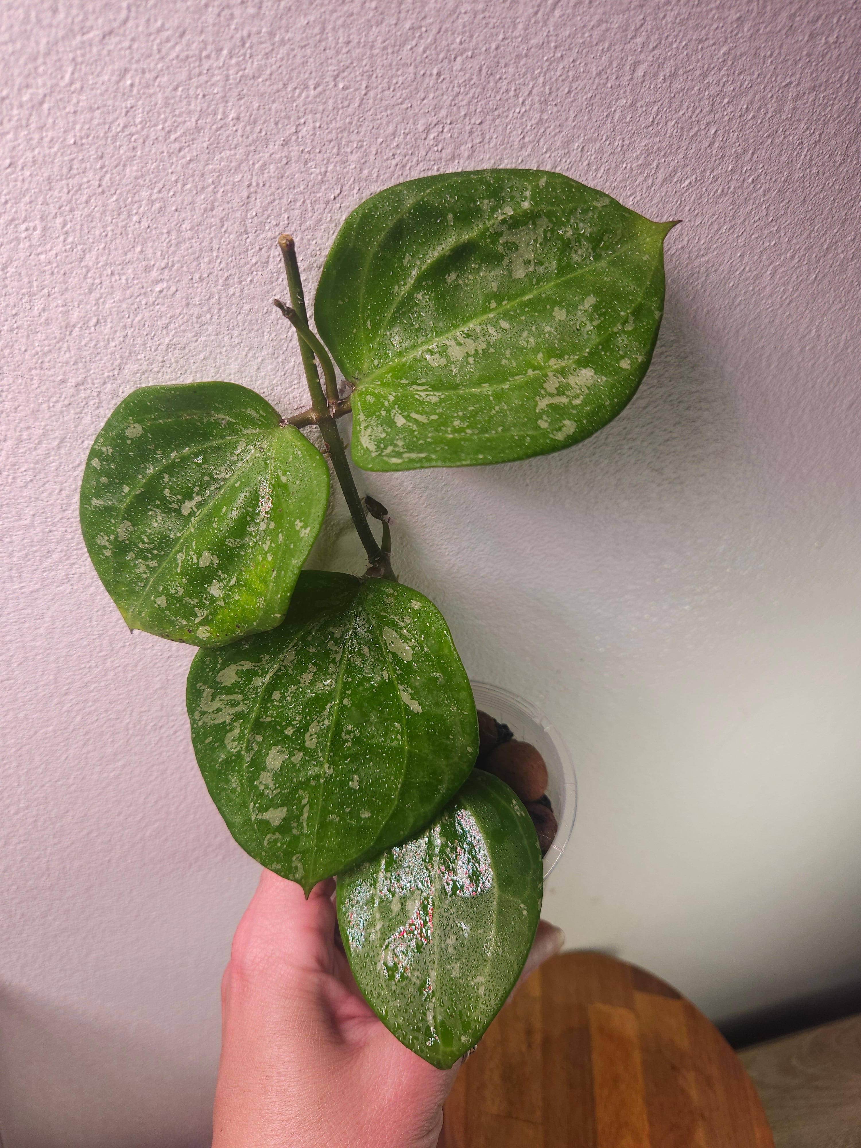 Hoya Latifolia ‘Snow Queen Splash’ | High Variegated Rare Hoya