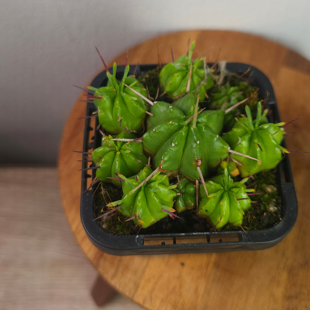 Euphorbia pilvinata – Rare Clumping Succulent