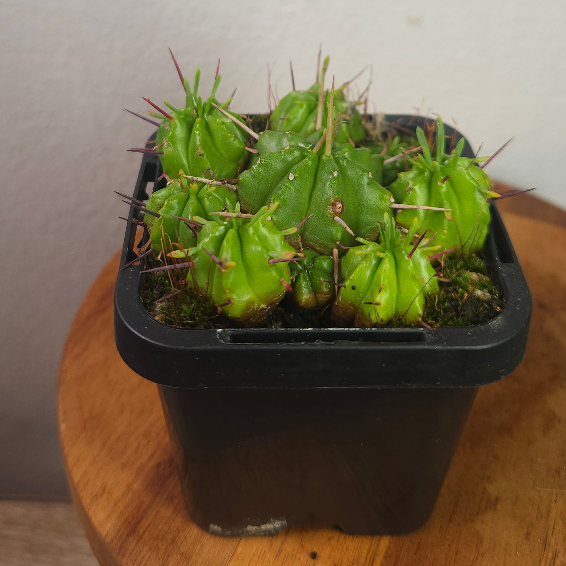 Euphorbia pilvinata – Rare Clumping Succulent