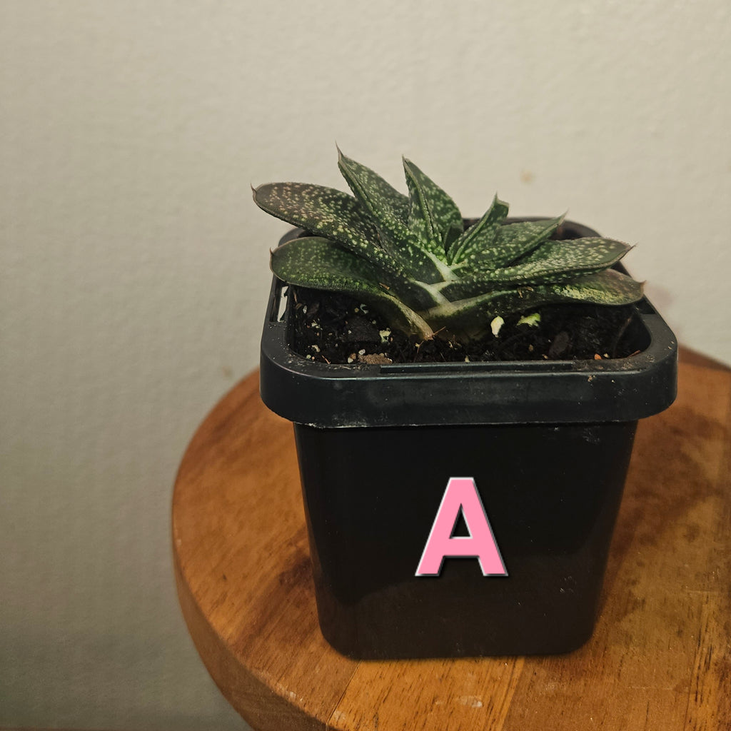 Gasteria batesiana ‘Ox Tongue’ – Rare Gasteria Succulent