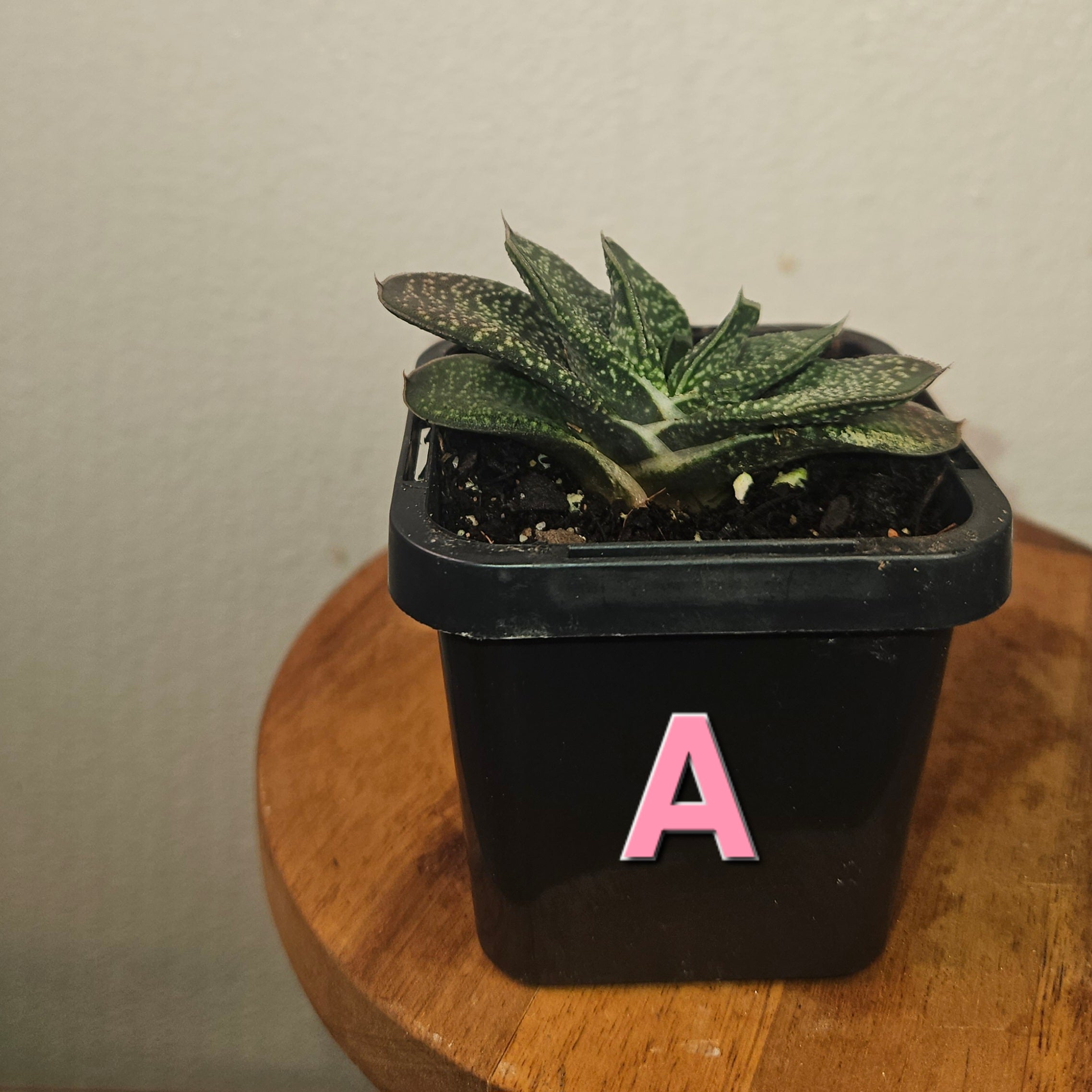 Gasteria batesiana ‘Ox Tongue’ – Rare Gasteria Succulent