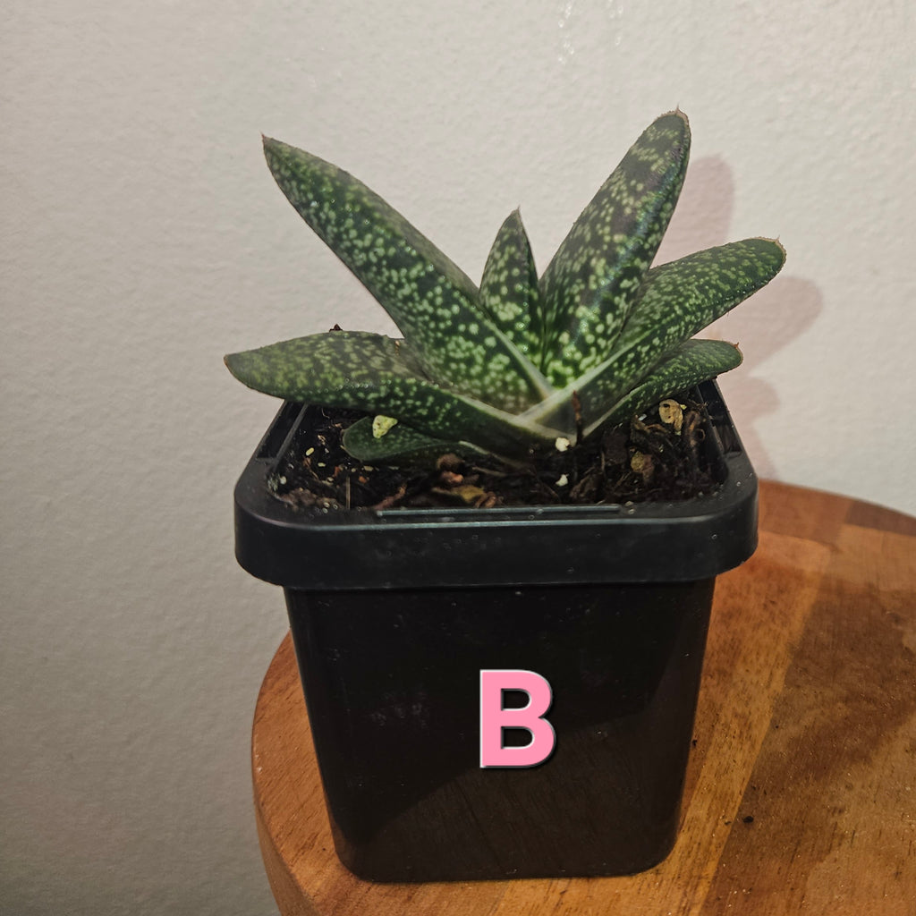 Gasteria batesiana ‘Ox Tongue’ – Rare Gasteria Succulent