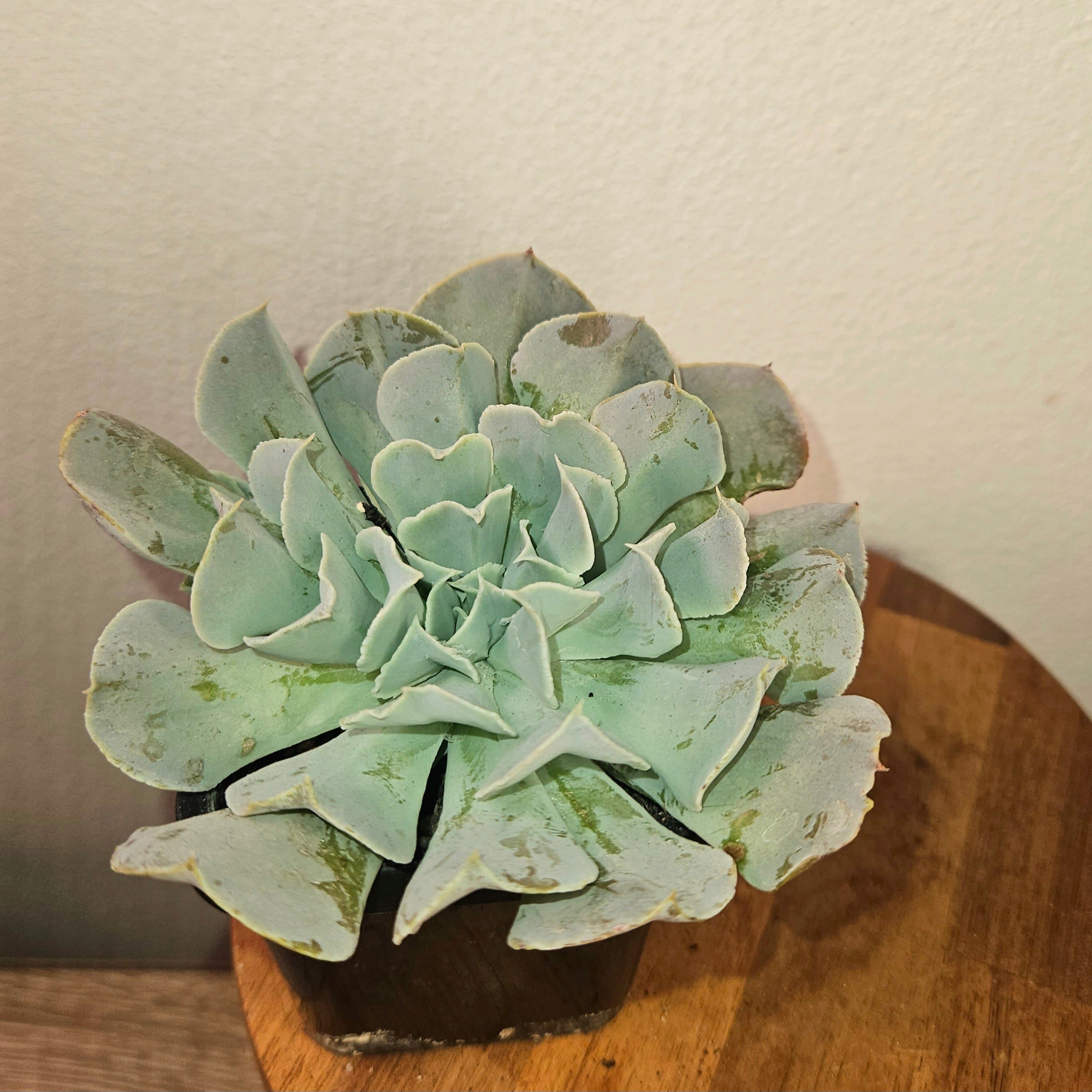 Echeveria ‘Swan Lake’ – Rare Pastel Succulent