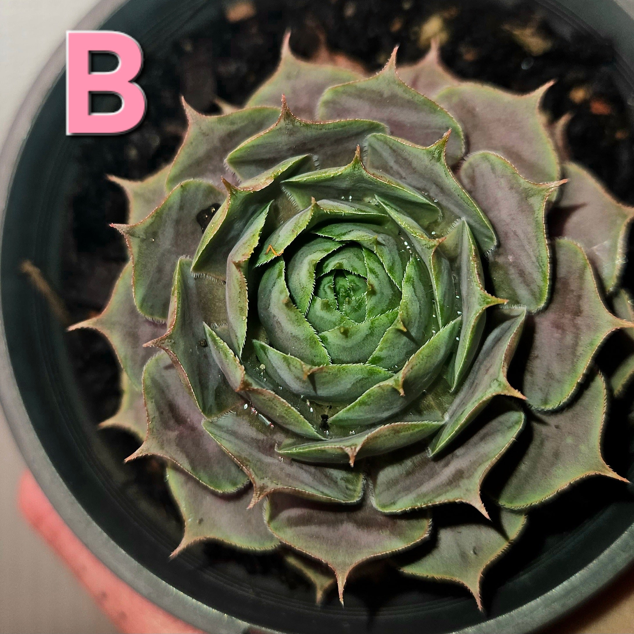 Sempervivum ‘Burgundy Glow’ – Hardy Colour-Changing Succulent