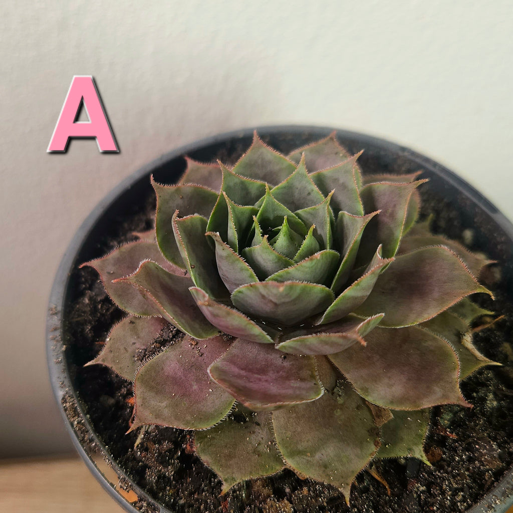Sempervivum ‘Burgundy Glow’ – Hardy Colour-Changing Succulent