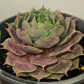 Sempervivum ‘Burgundy Glow’ – Hardy Colour-Changing Succulent