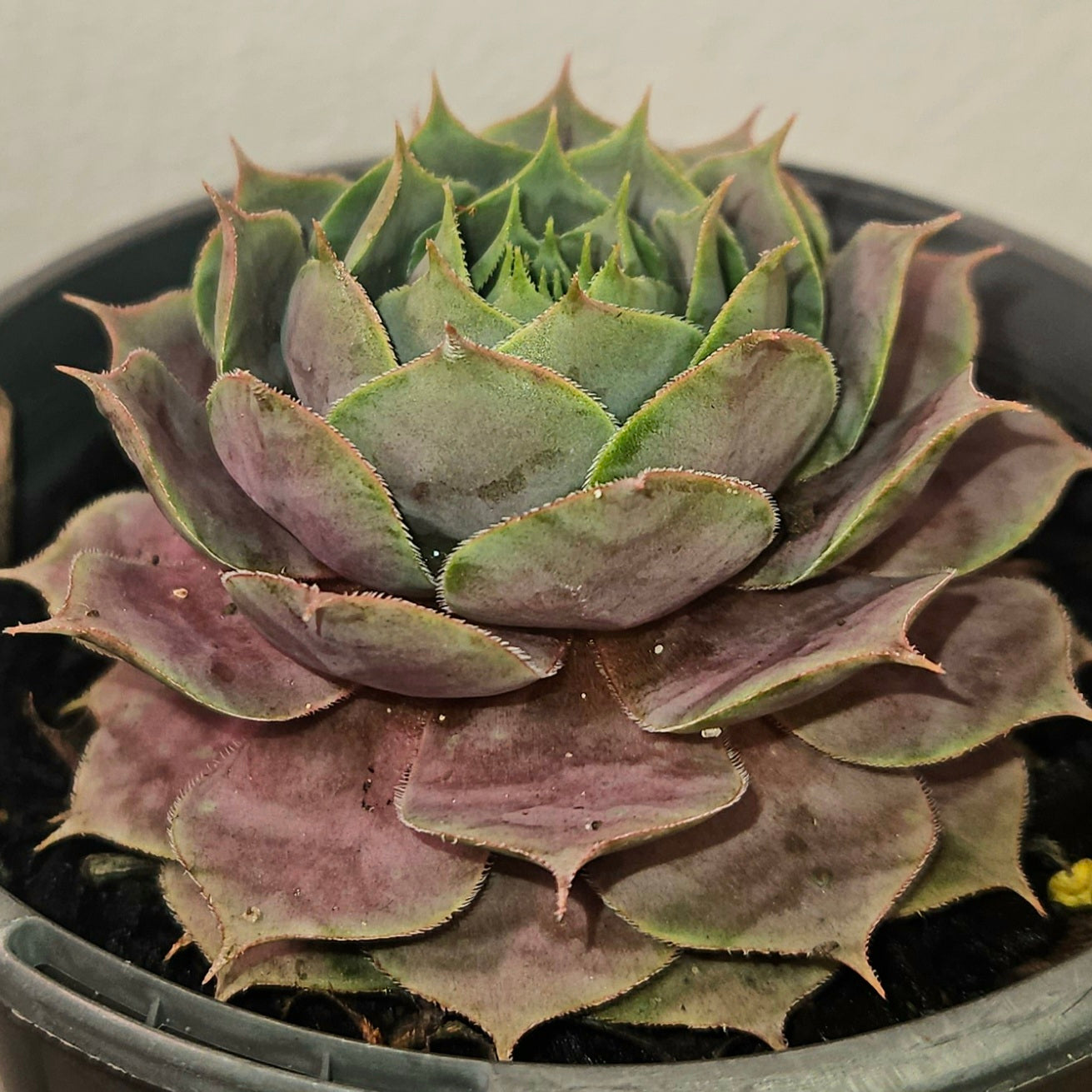 Sempervivum ‘Burgundy Glow’ – Hardy Colour-Changing Succulent