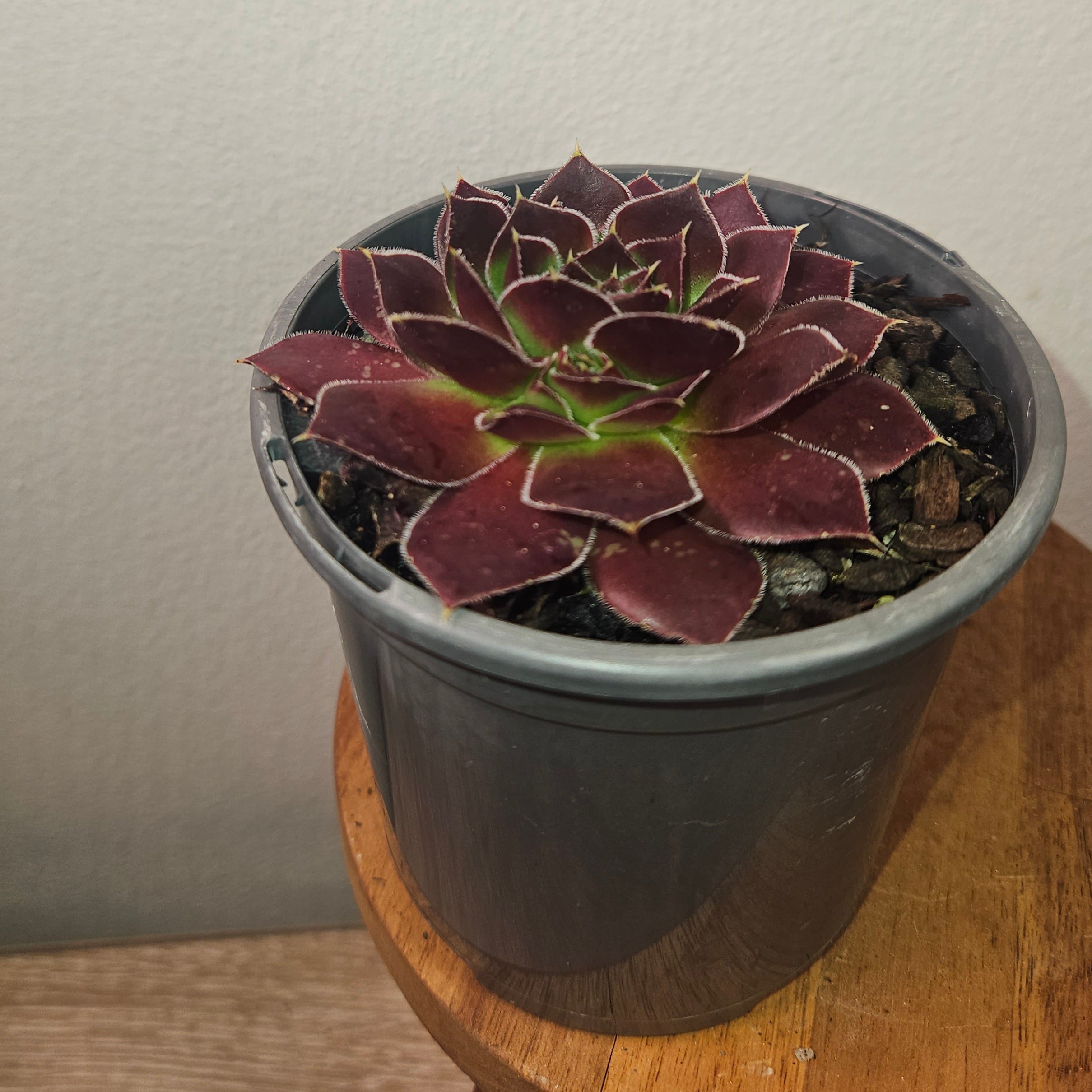 Sempervivum ‘Inferno’ – Fiery Red Hardy Succulent