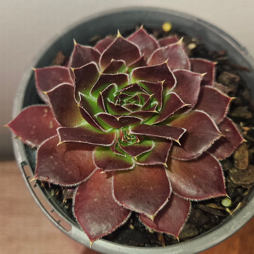 Sempervivum ‘Inferno’ – Fiery Red Hardy Succulent