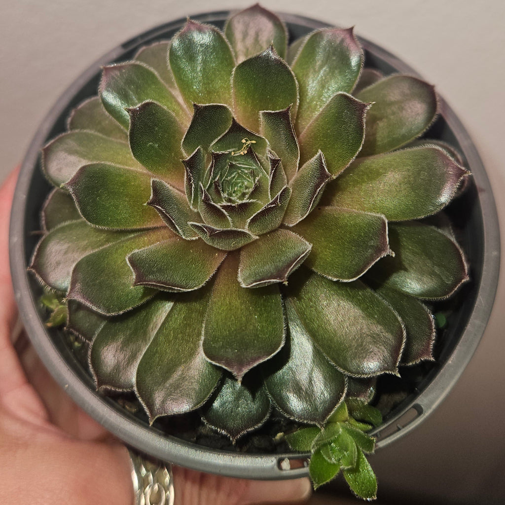 Jovibarba heuffelii ‘Aphrodite’ – Rare Hardy Succulent Rosette