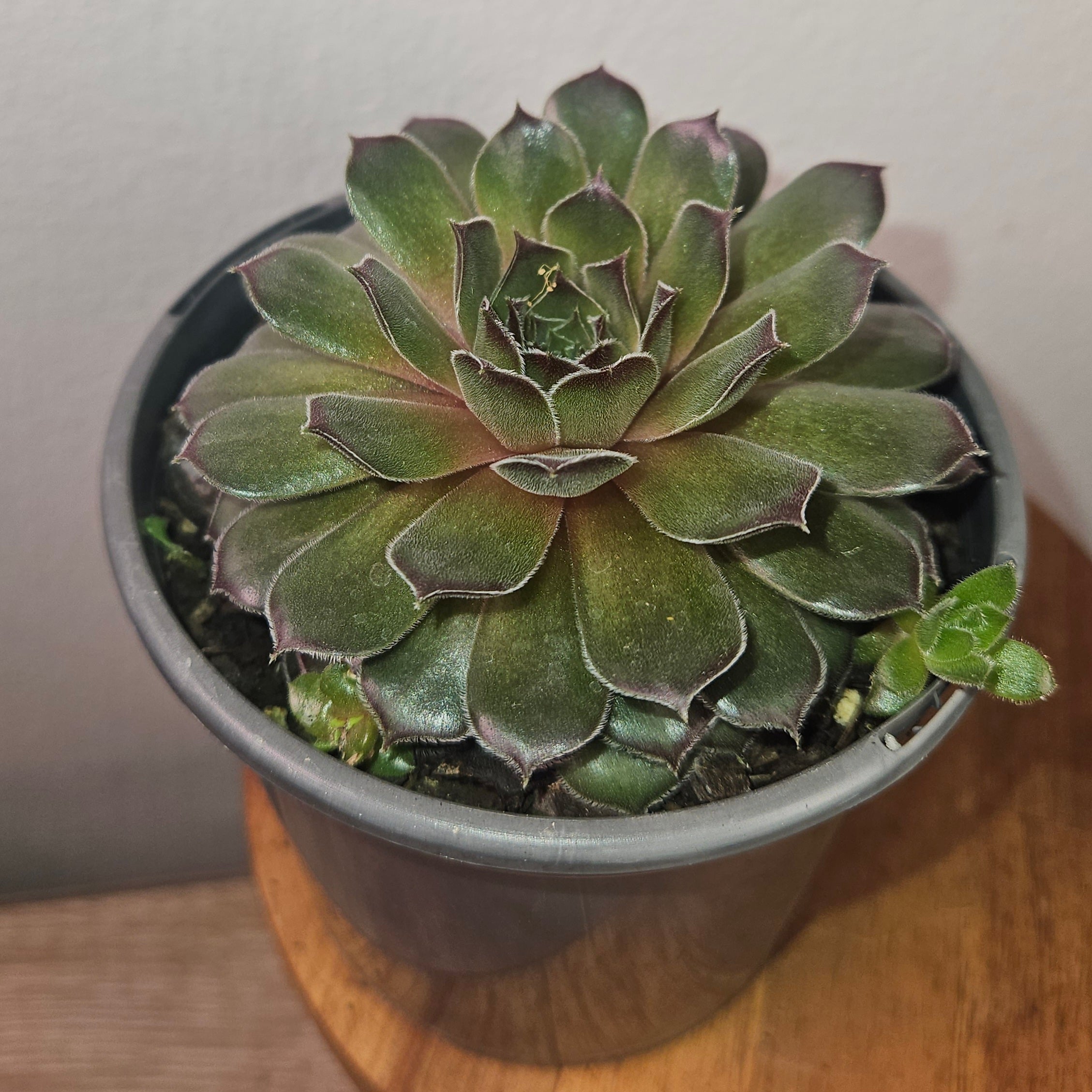 Jovibarba heuffelii ‘Aphrodite’ – Rare Hardy Succulent Rosette