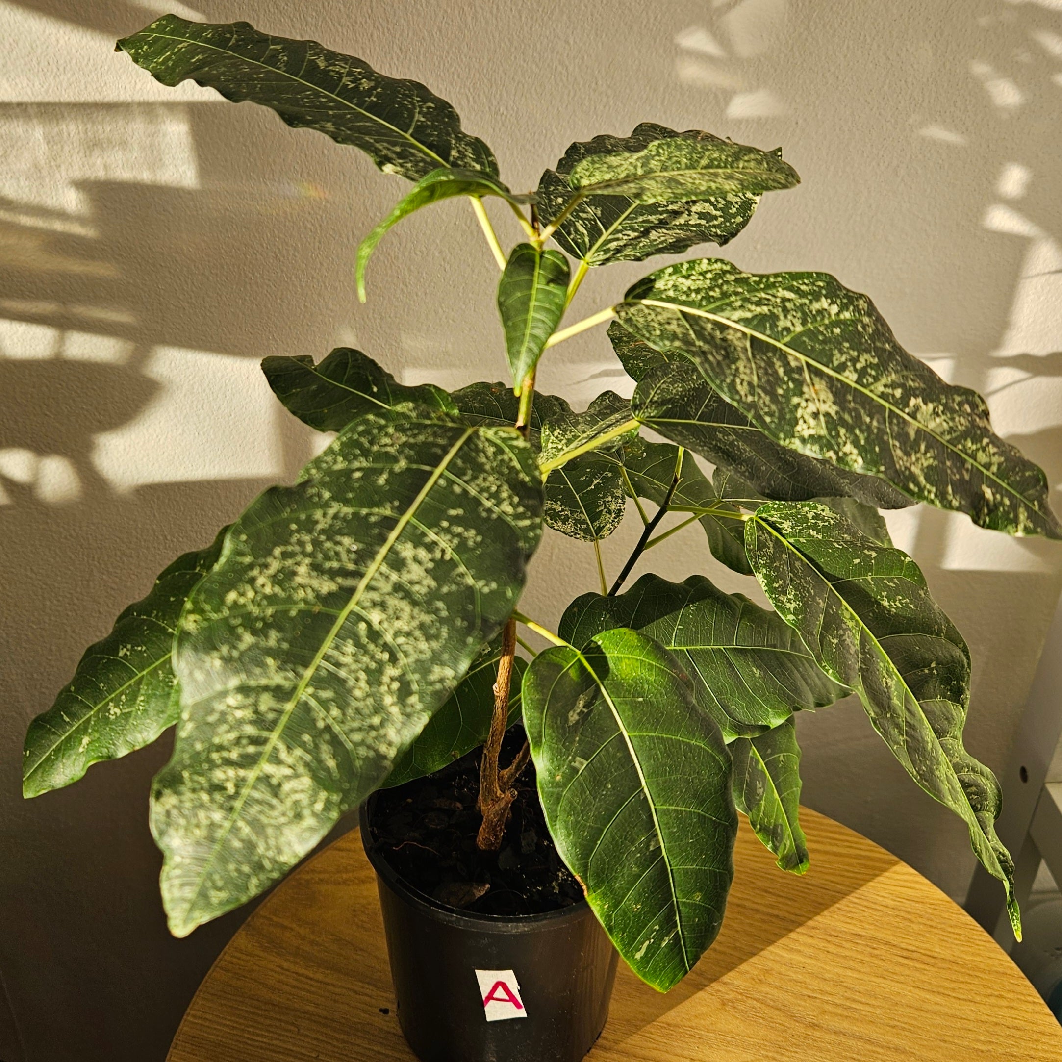 Ficus Snowstorm – Rare White Variegated Indoor Plant