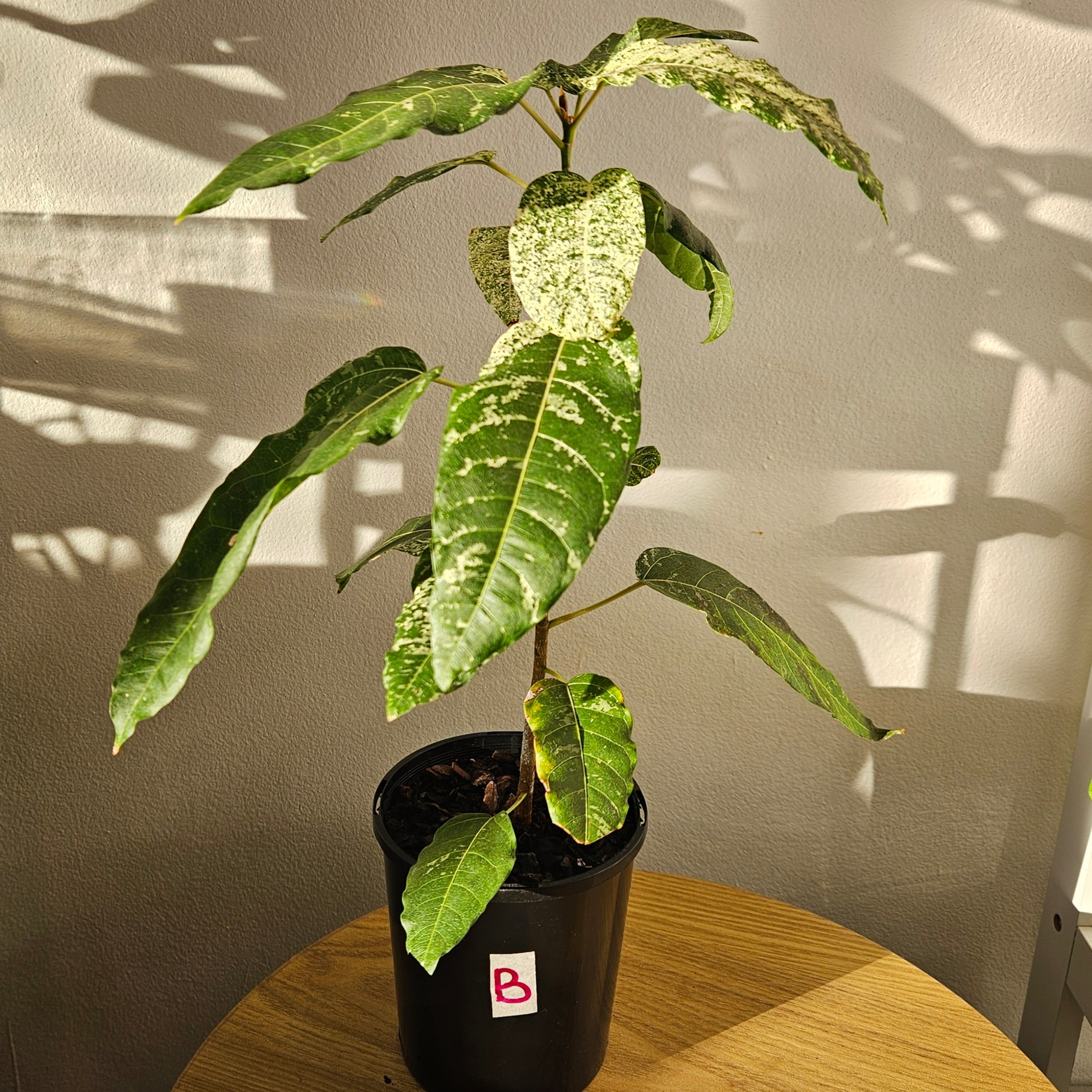 Ficus Snowstorm – Rare White Variegated Indoor Plant