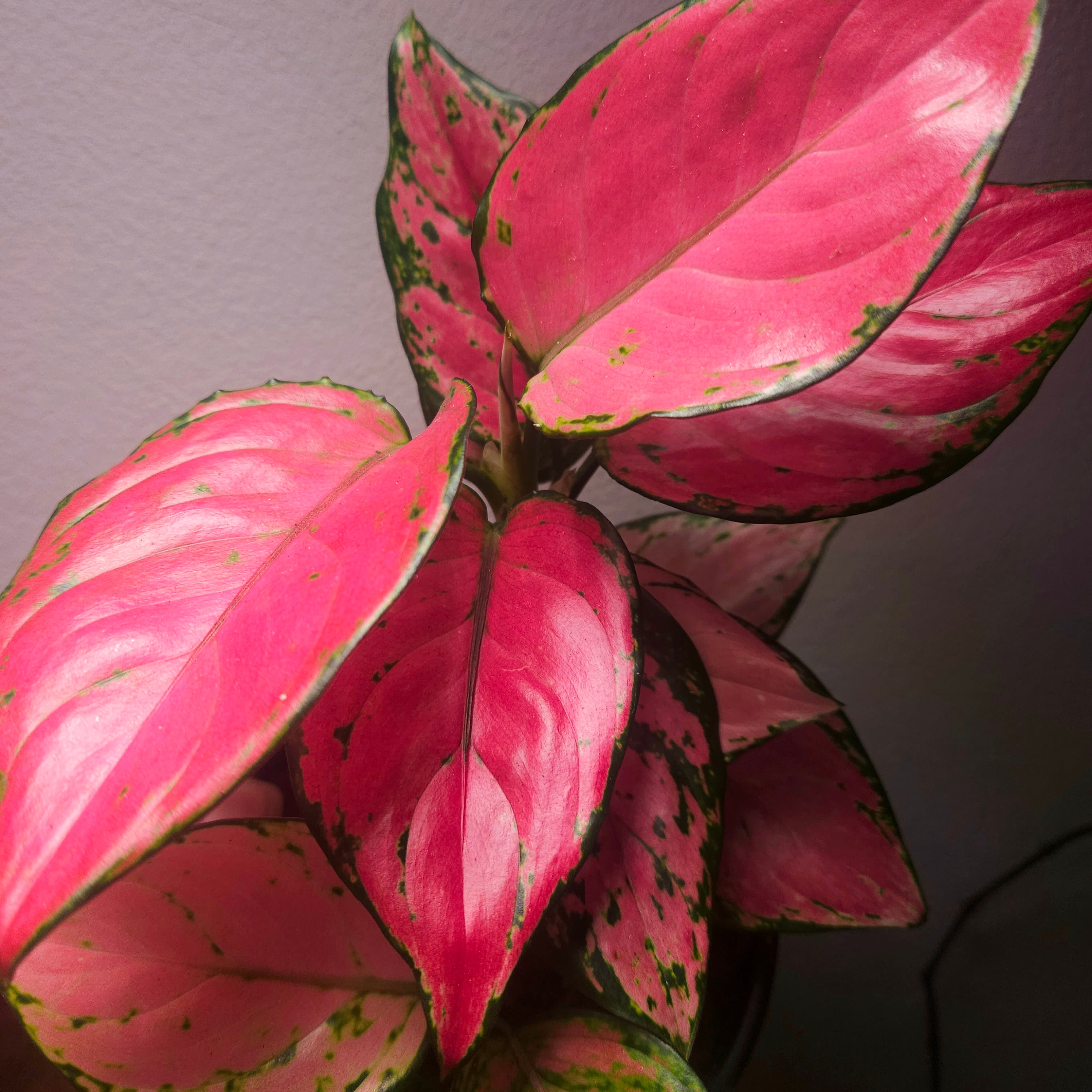 Aglaonema Auspicious Red – Vibrant Red Indoor Plant