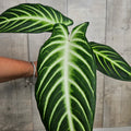 Calathea lindenii | Rare Velvet Leaf Aroid with White Veins