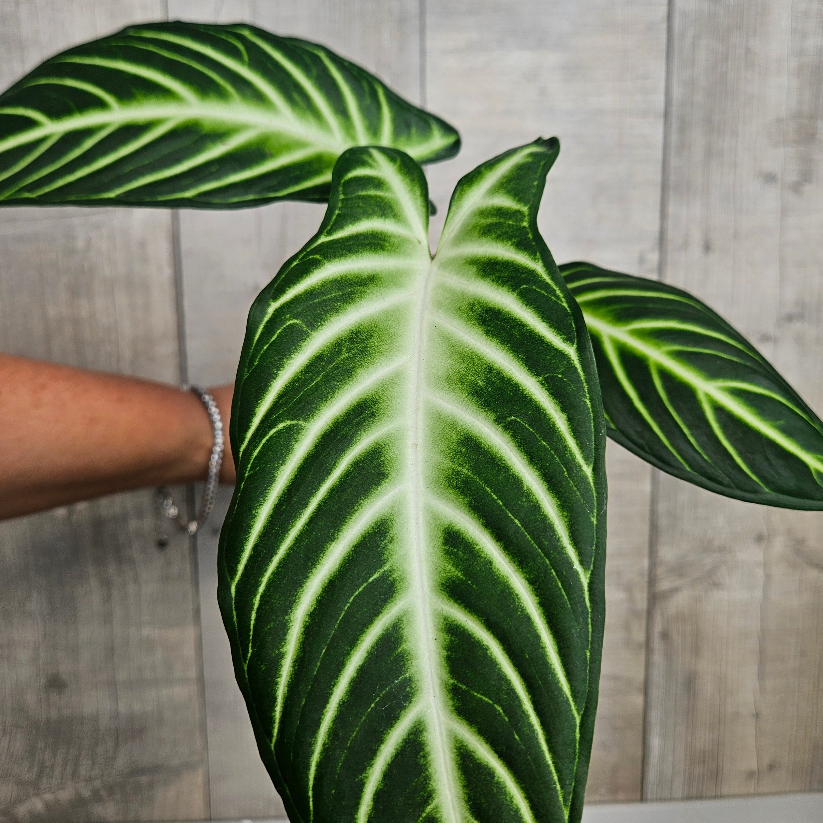 Xanthosoma lindenii – Rare Velvet Leaf Aroid with White Veins