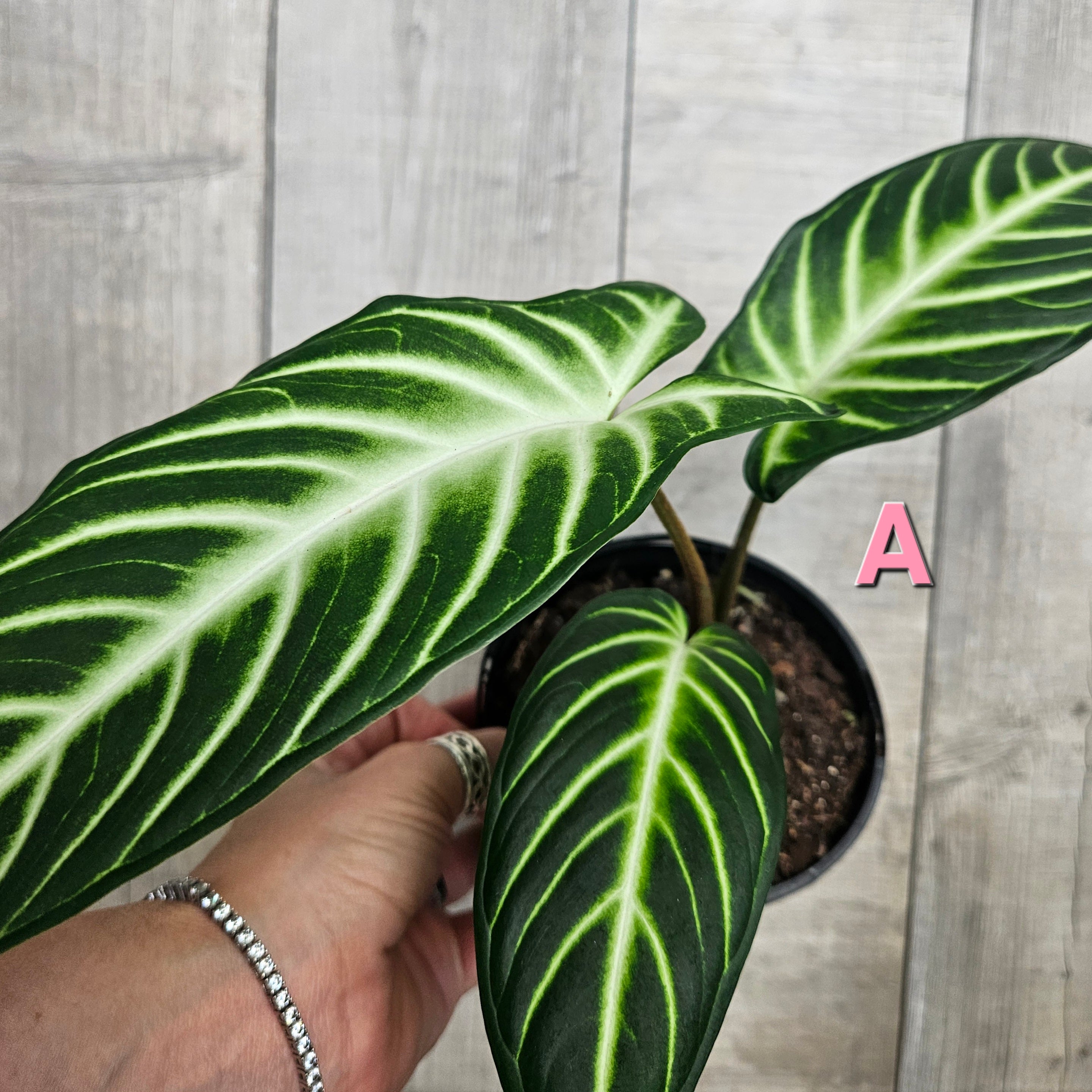Xanthosoma lindenii – Rare Velvet Leaf Aroid with White Veins