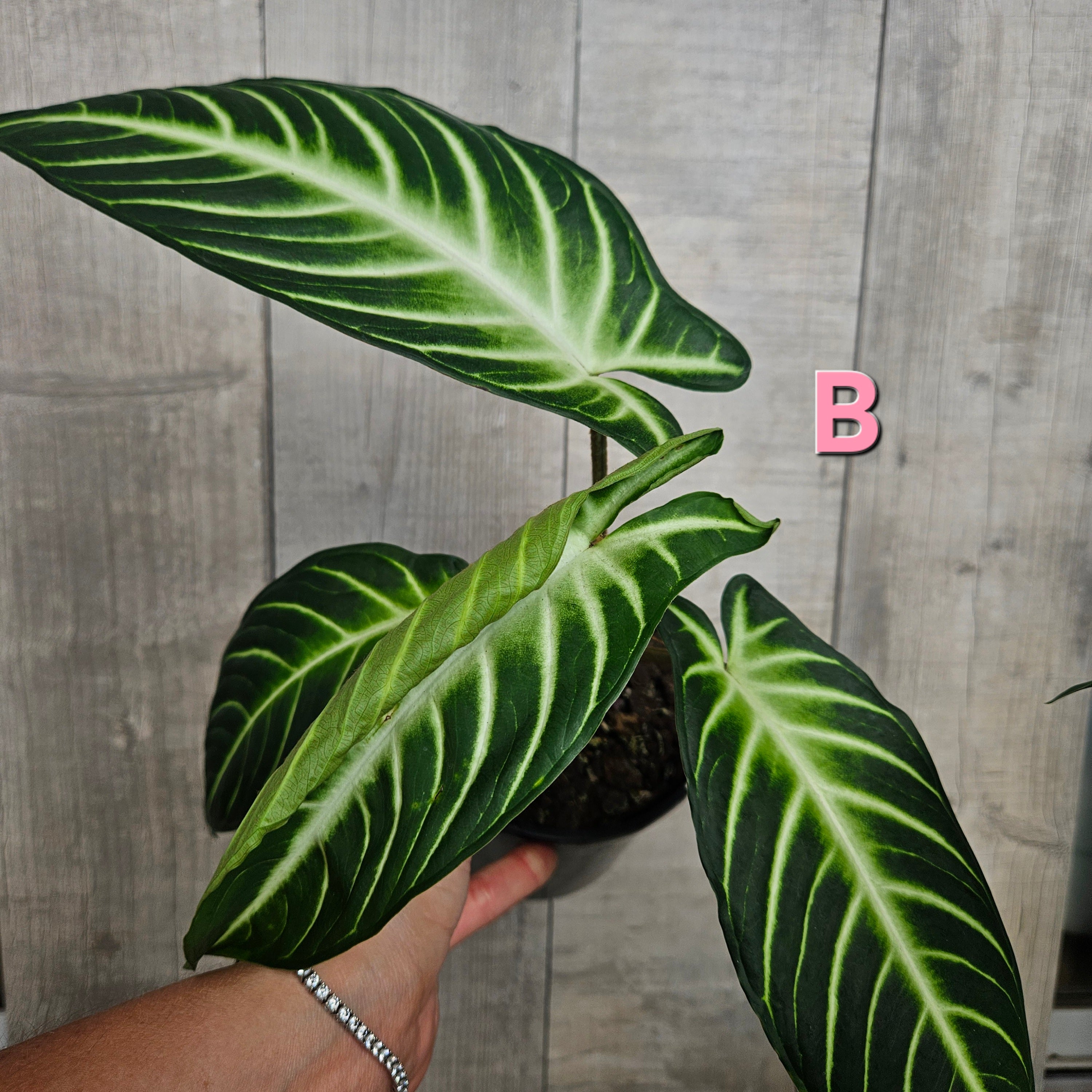 Xanthosoma lindenii – Rare Velvet Leaf Aroid with White Veins