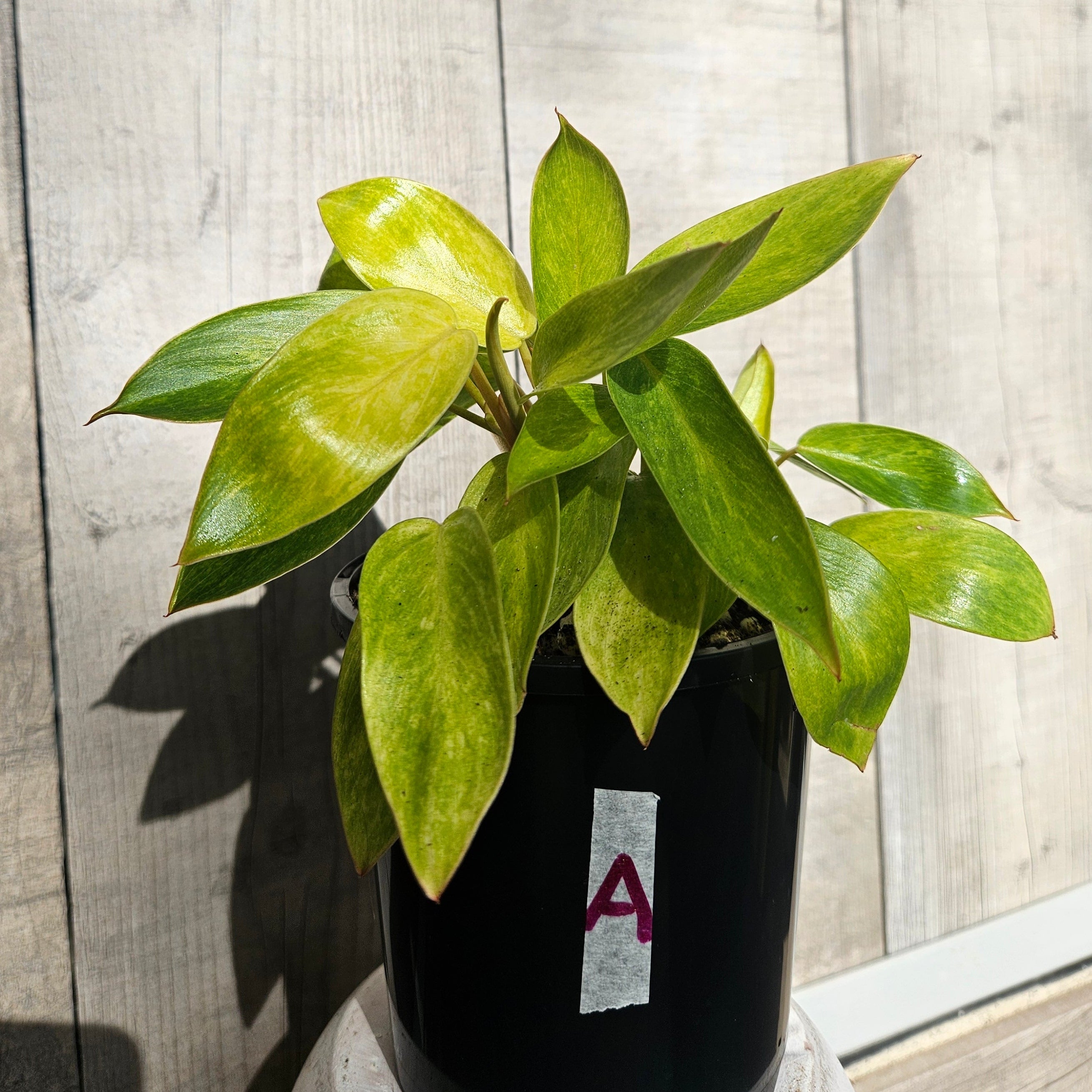Philodendron Painted Lady