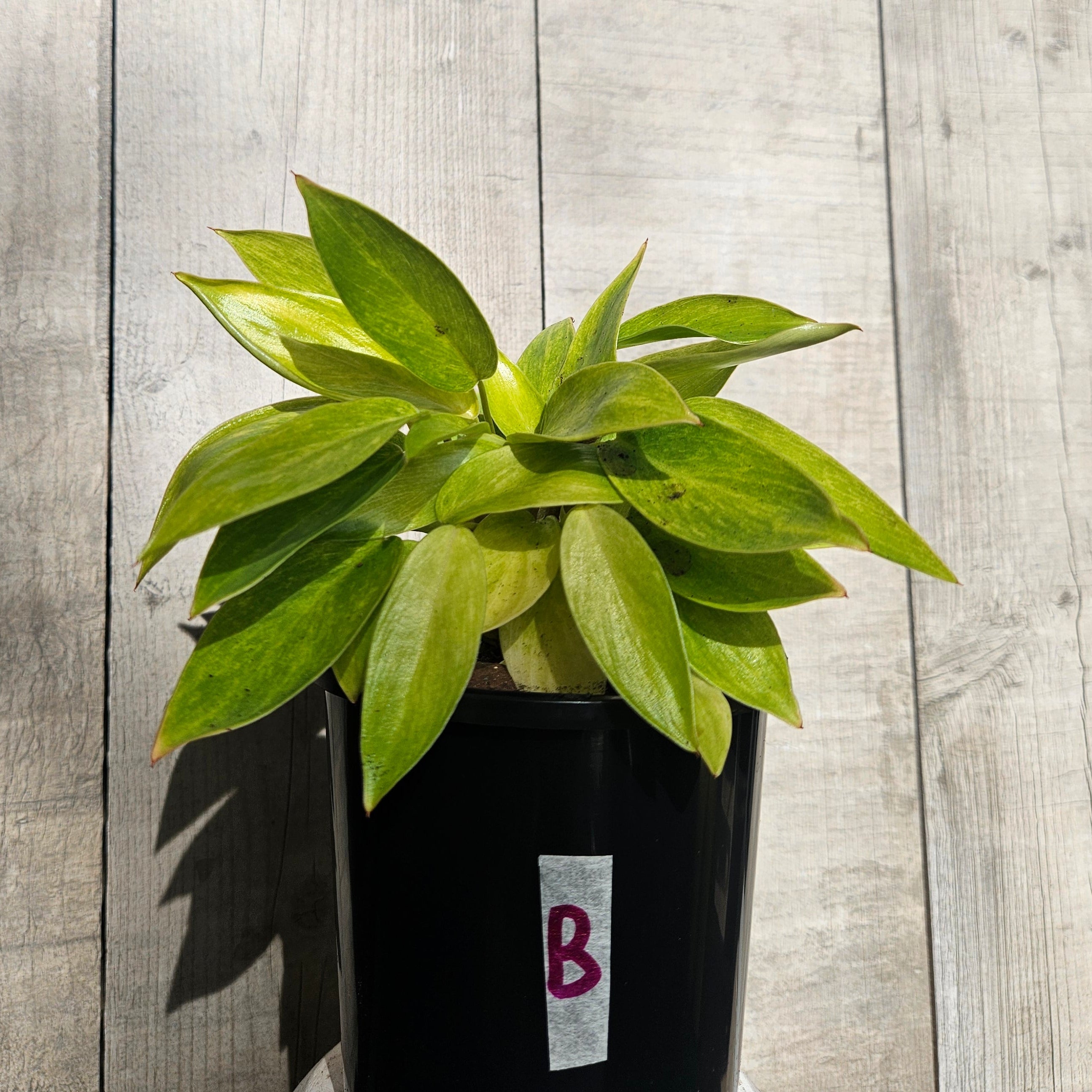Philodendron Painted Lady