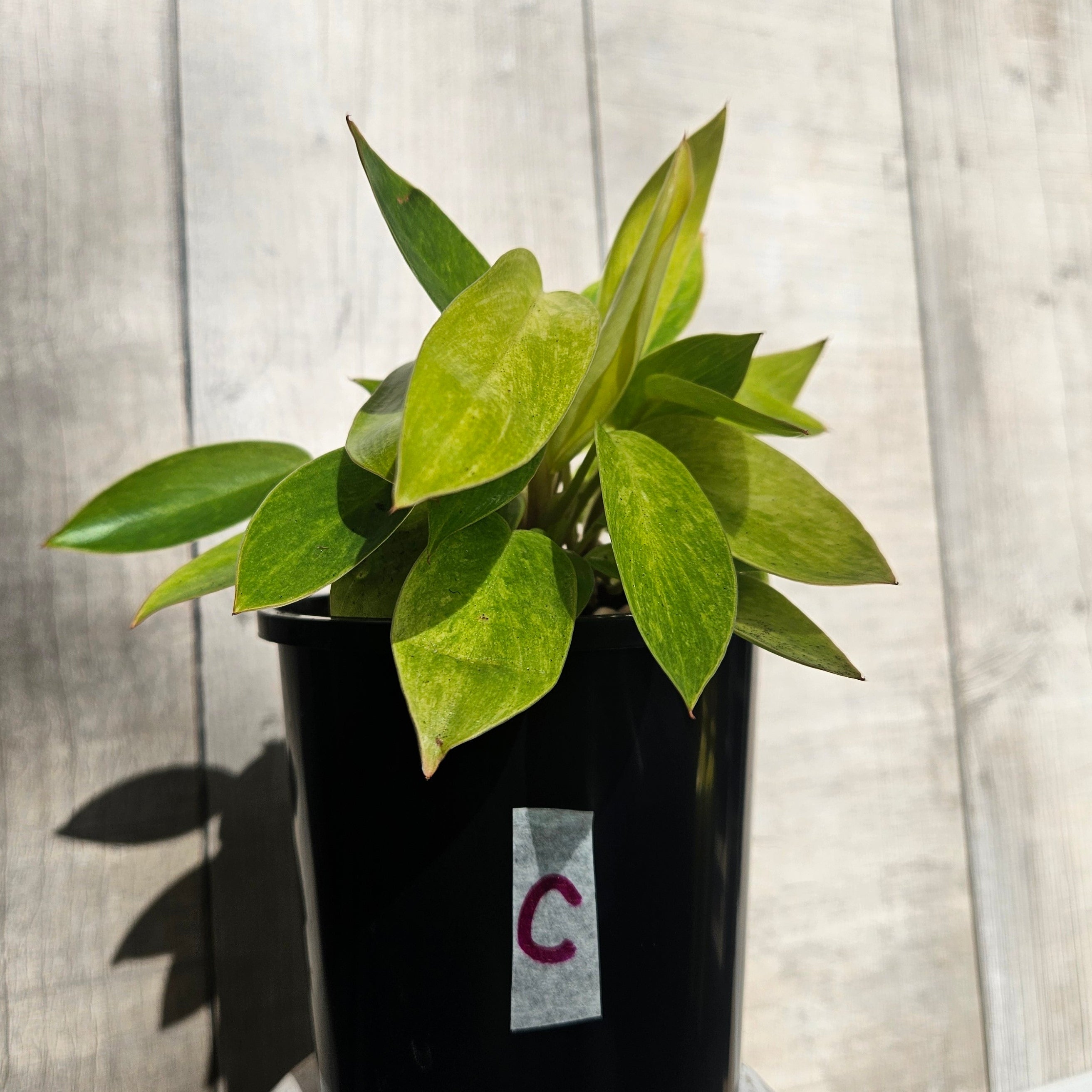 Philodendron Painted Lady