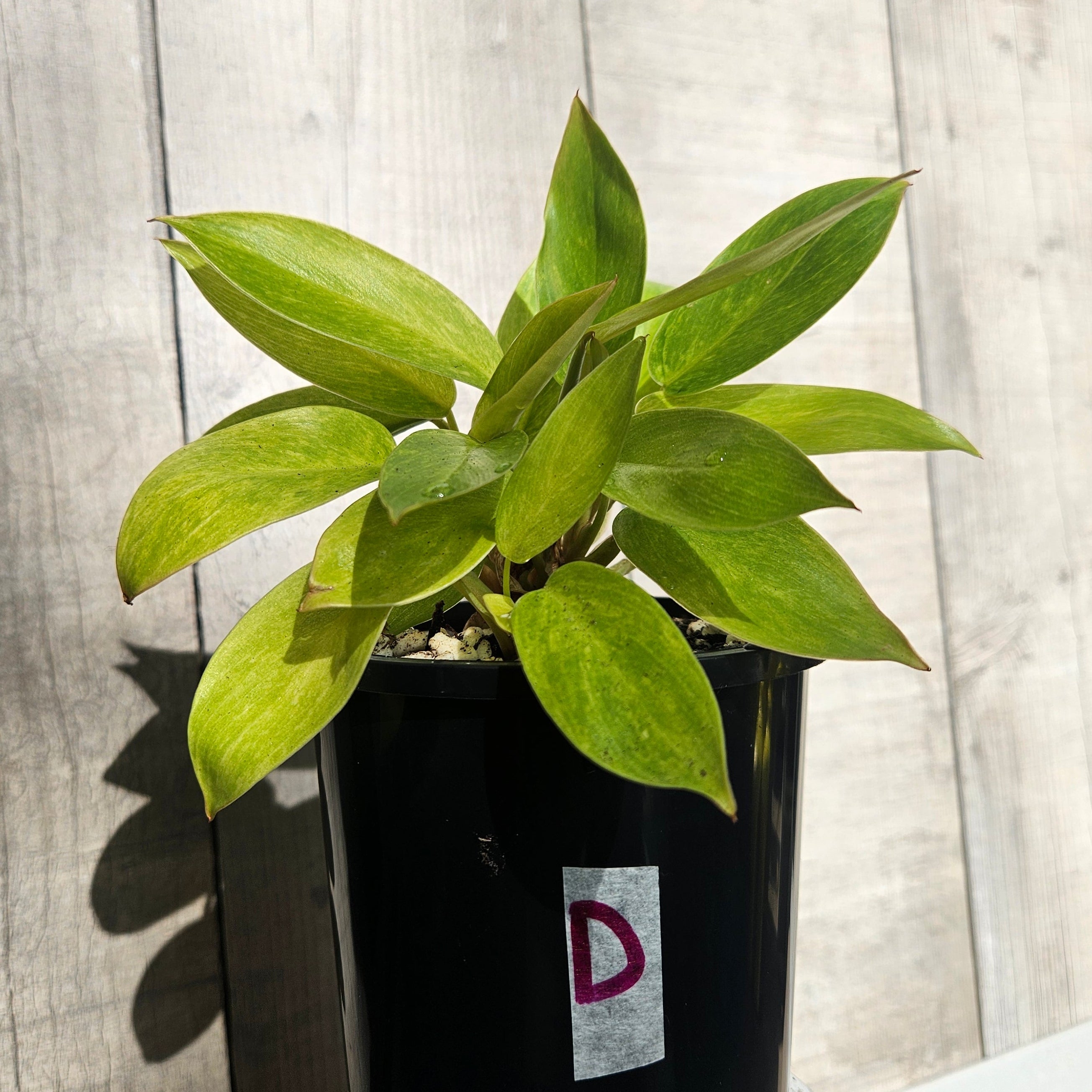 Philodendron Painted Lady